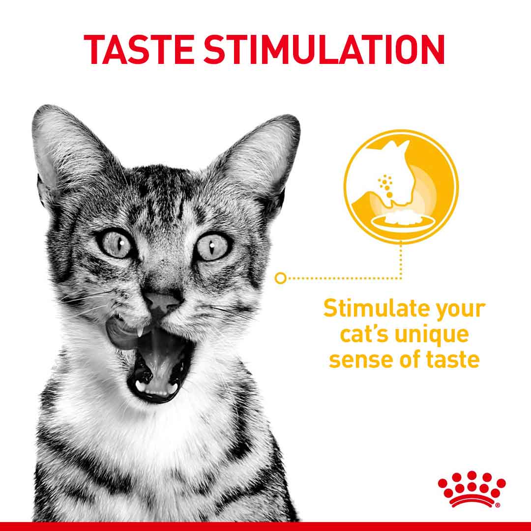 Royal Canin Feline Health Nutrition Sensory Variety Pack in Gravy Wet Cat Food - 12x85g Pouches - Image 4