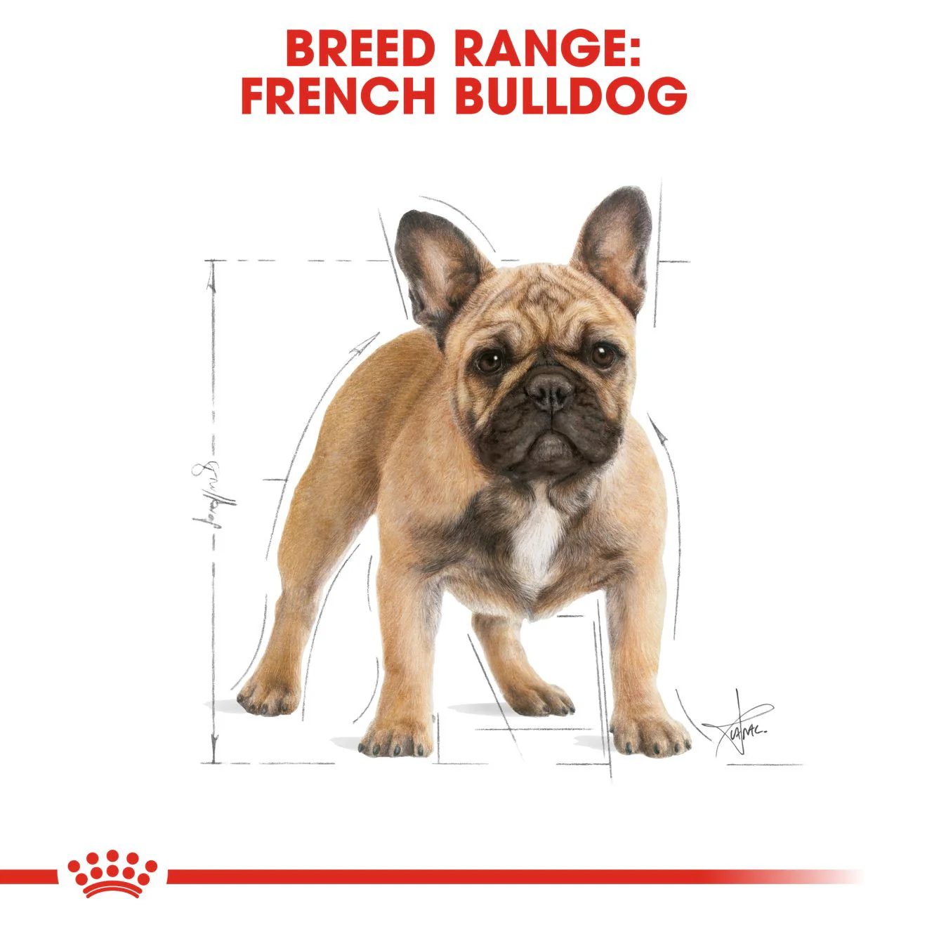 Royal Canin French Bulldog Adult Dry Dog Food - Image 3