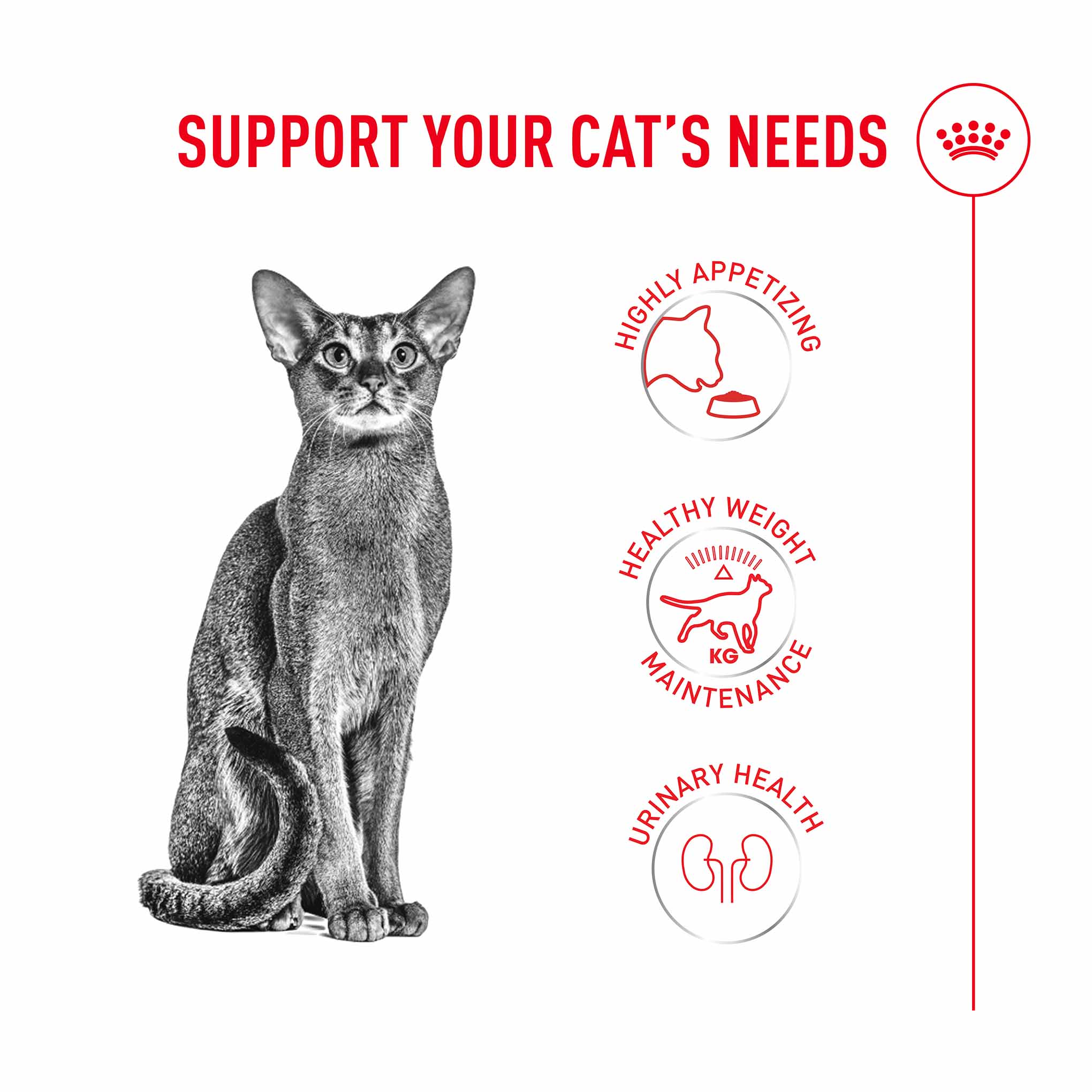 Royal Canin Fussy Adult Dry Cat Food - Image 3