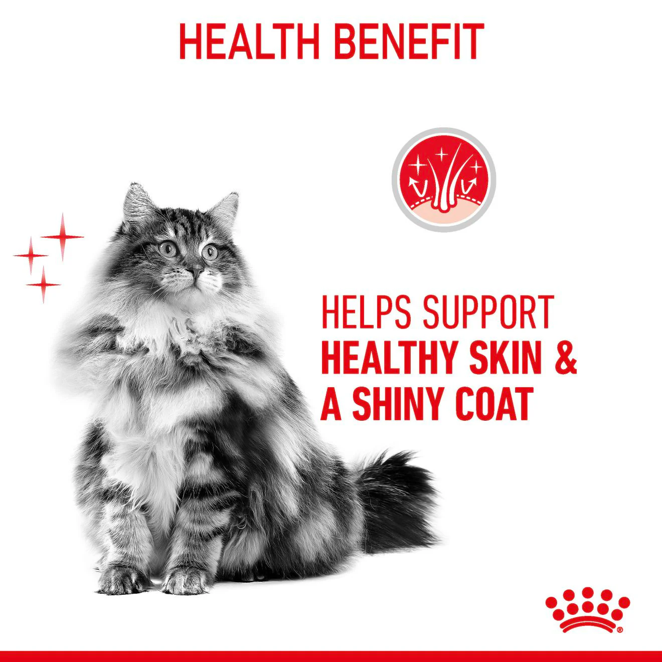 ROYAL CANIN Hair & Skin Care Adult Wet Cat Food In Jelly - 12x85g Pouches - Image 11