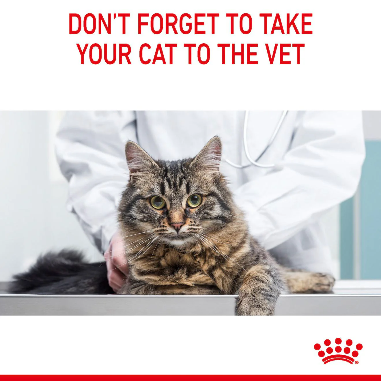ROYAL CANIN Light Weight Care Adult Dry Cat Food - Image 11