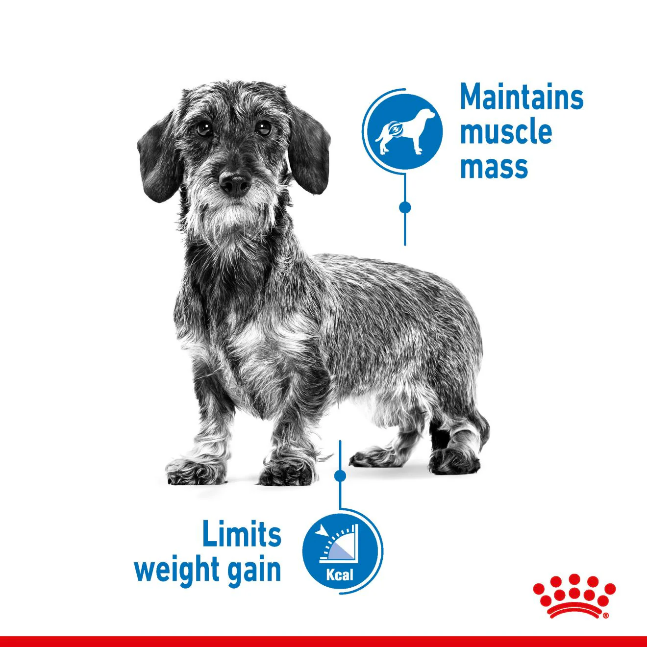Royal Canin Mini Light Weight Care Adult Dry Dog Food - Image 3