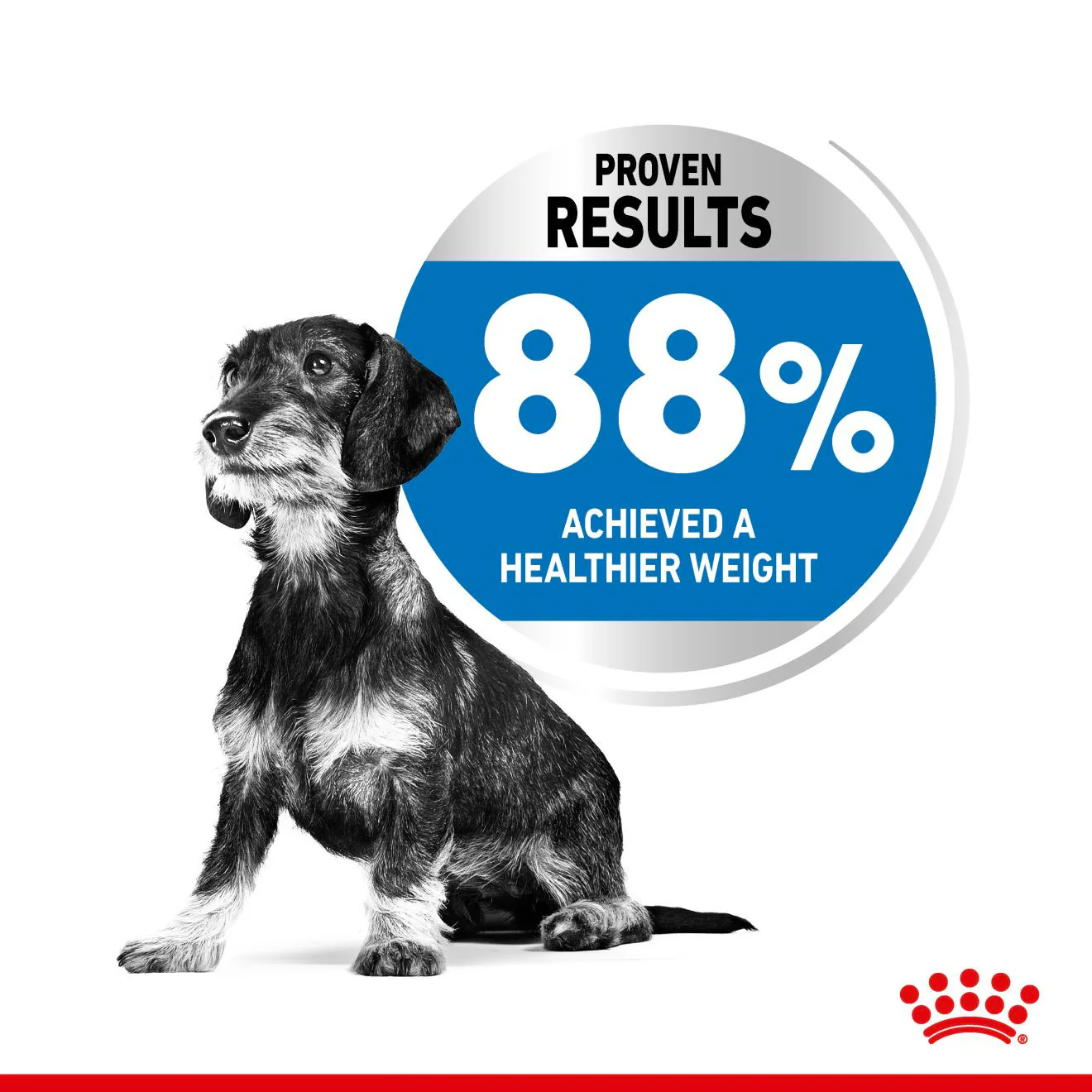 Royal Canin Mini Light Weight Care Adult Dry Dog Food - Image 4