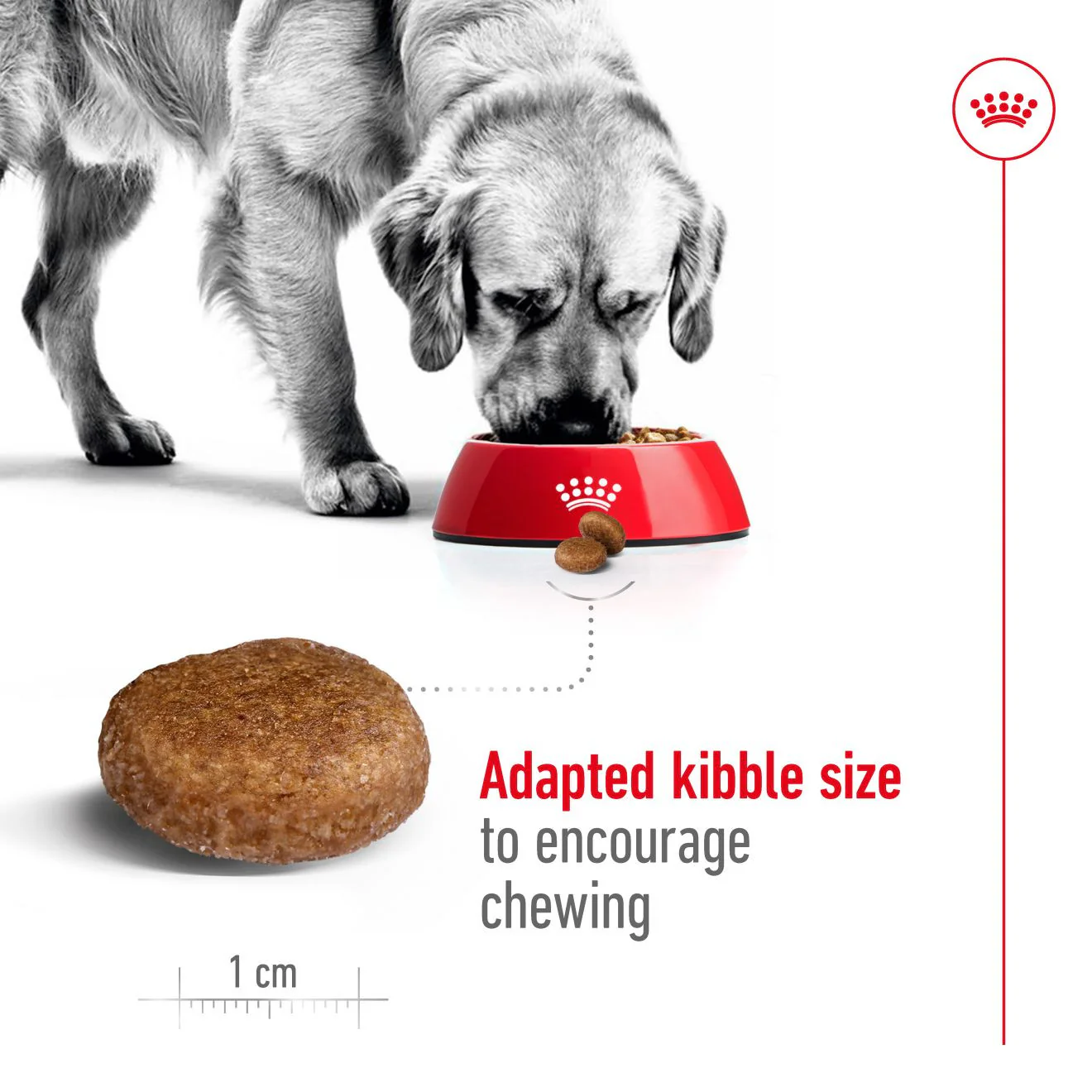 Royal Canin Size Health Nutrition Maxi Adult 5+ Dry Dog Food - Image 4