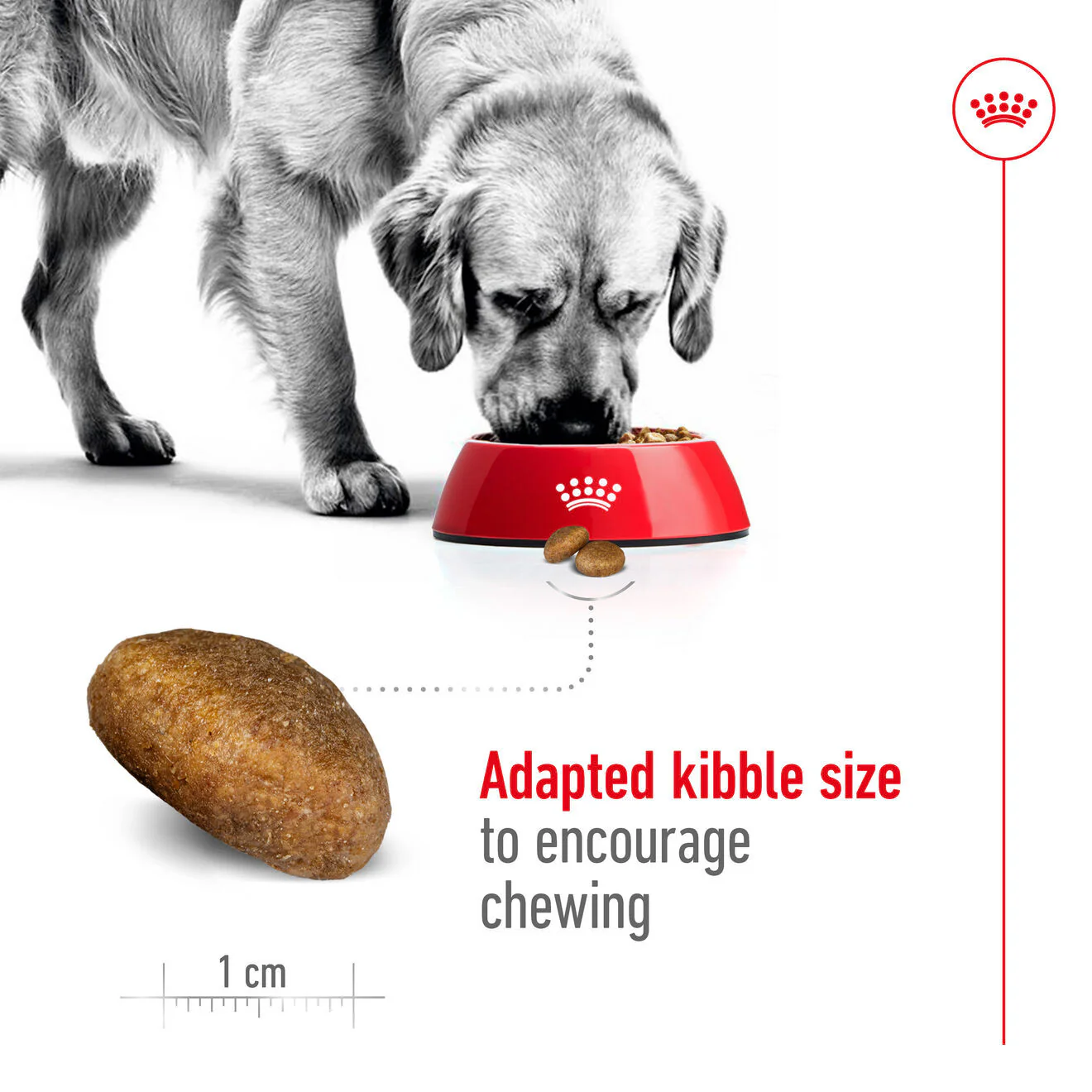 Royal Canin Size Health Nutrition Maxi Adult Dry Dog Food - Image 4