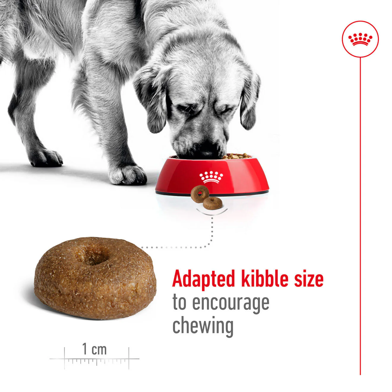 Royal Canin Size Health Nutrition Maxi Ageing 8+ Mature Dry Dog Food - Image 4