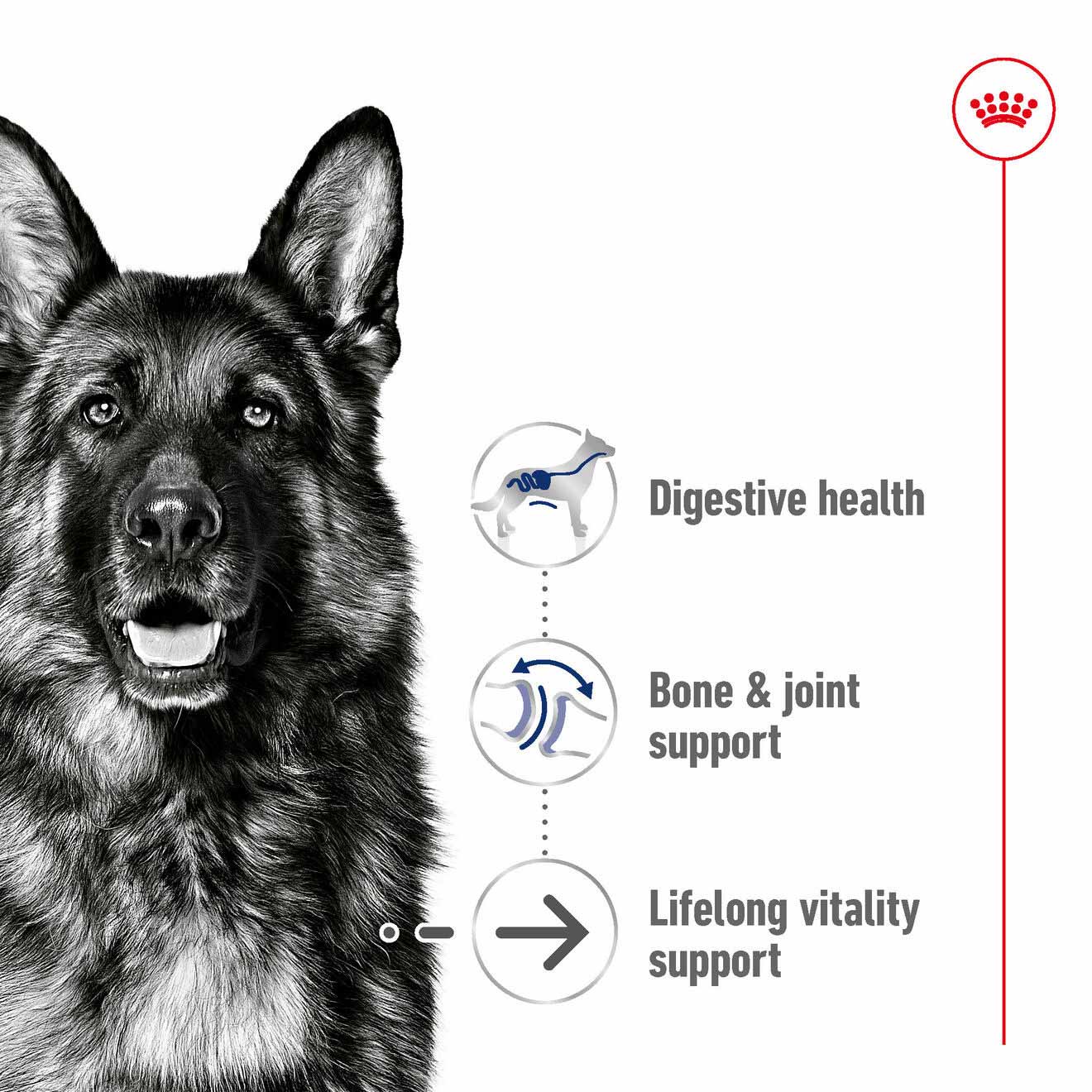 Royal Canin Size Health Nutrition Maxi Ageing 8+ Mature Dry Dog Food - Image 8