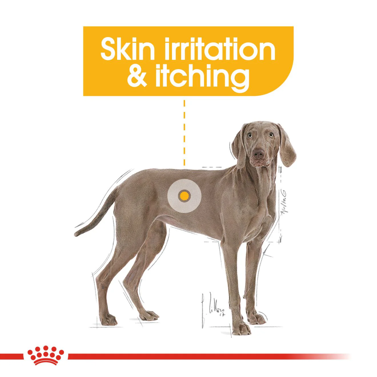 Royal Canin Size Health Nutrition Maxi Dermacomfort Care Adult Dry Dog Food - Image 4