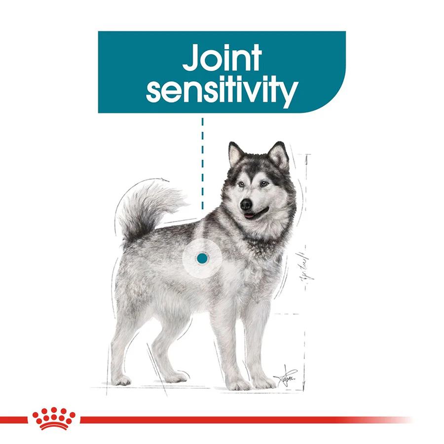 Royal Canin Size Health Nutrition Maxi Joint Care Adult Dry Dog Food - Image 5