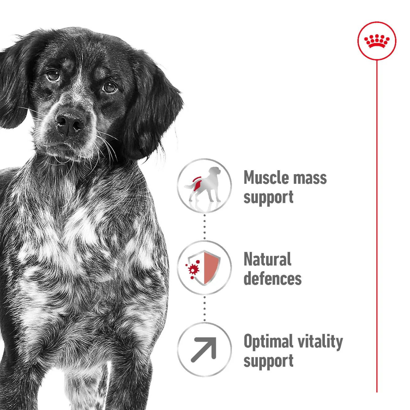 Royal Canin Size Health Nutrition Medium 7+ Mature Dry Dog Food - Image 3