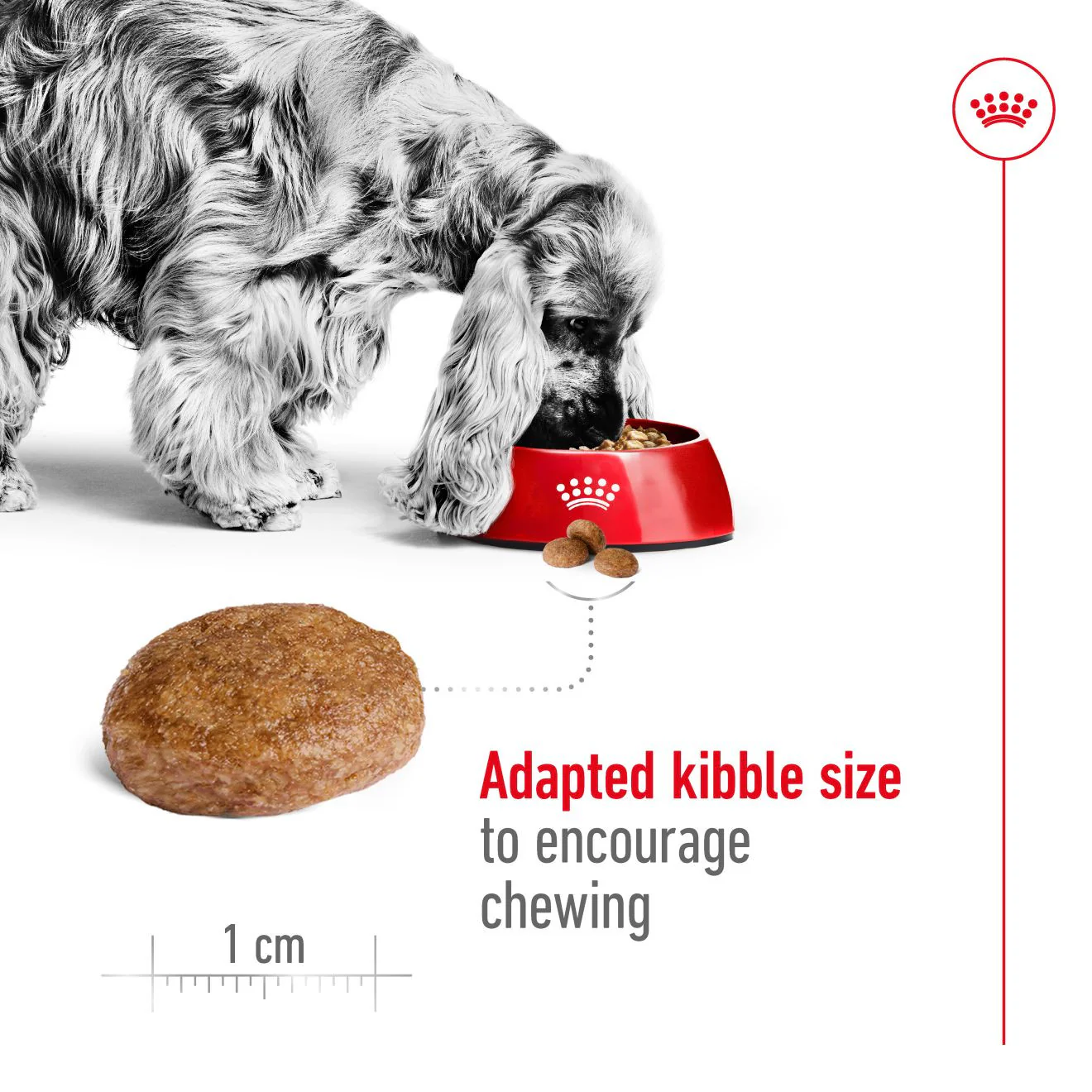 Royal Canin Size Health Nutrition Medium 7+ Mature Dry Dog Food - Image 5