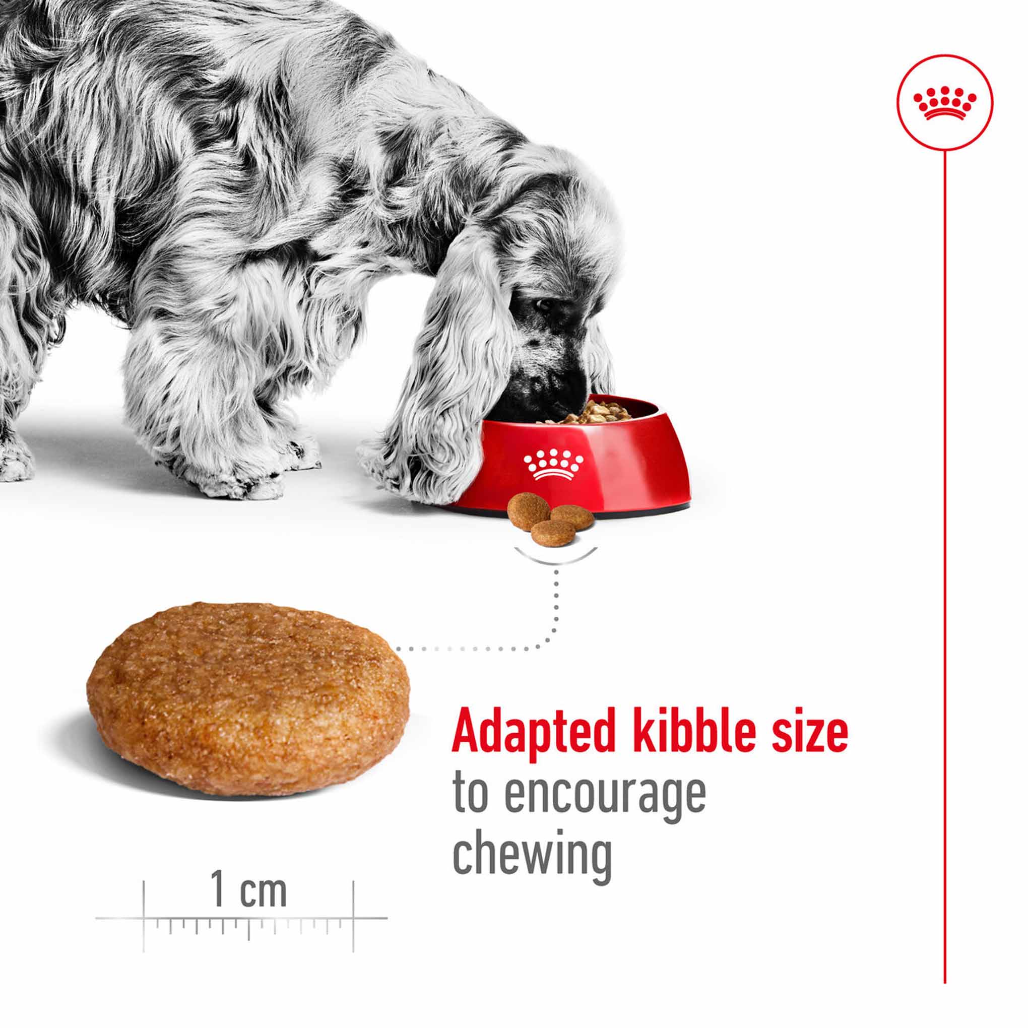 Royal Canin Size Health Nutrition Medium Adult Dry Dog Food - Image 4