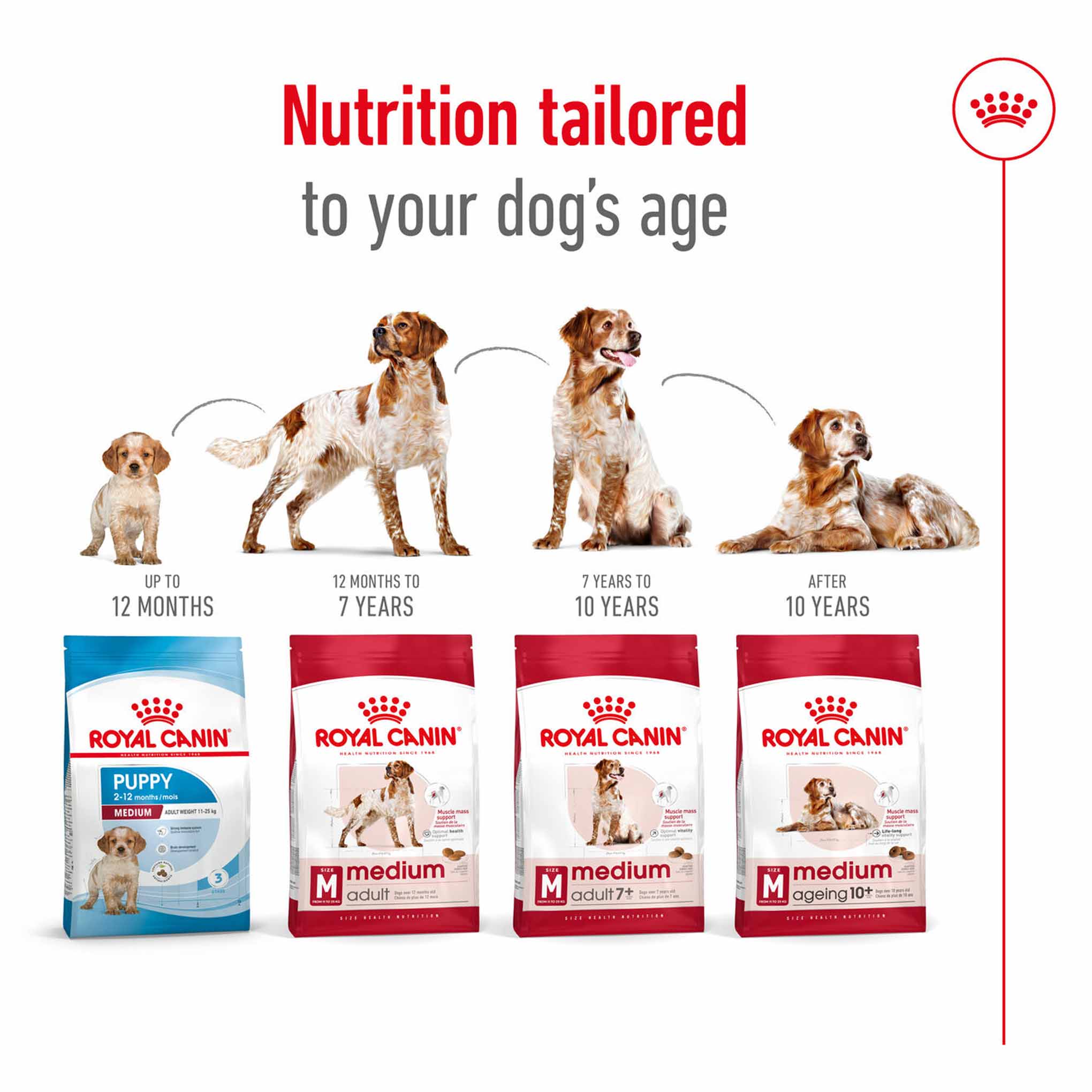 Royal Canin Size Health Nutrition Medium Adult Dry Dog Food - Image 9