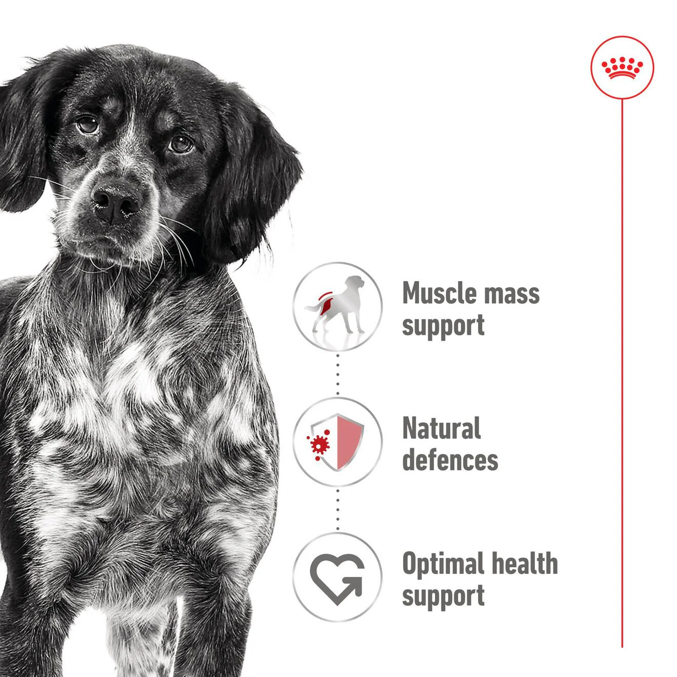 Royal Canin Size Health Nutrition Medium Adult Wet Dog Food in Gravy - 10x140g Pouches - Image 3