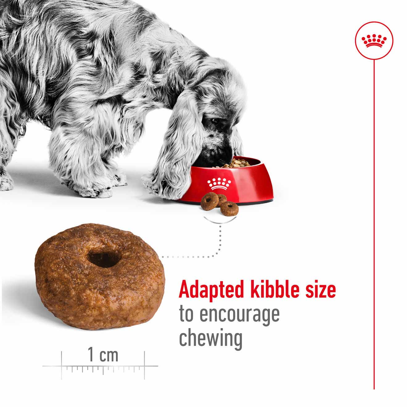 Royal Canin Size Health Nutrition Medium Ageing 10+ Mature Dry Dog Food - Image 4
