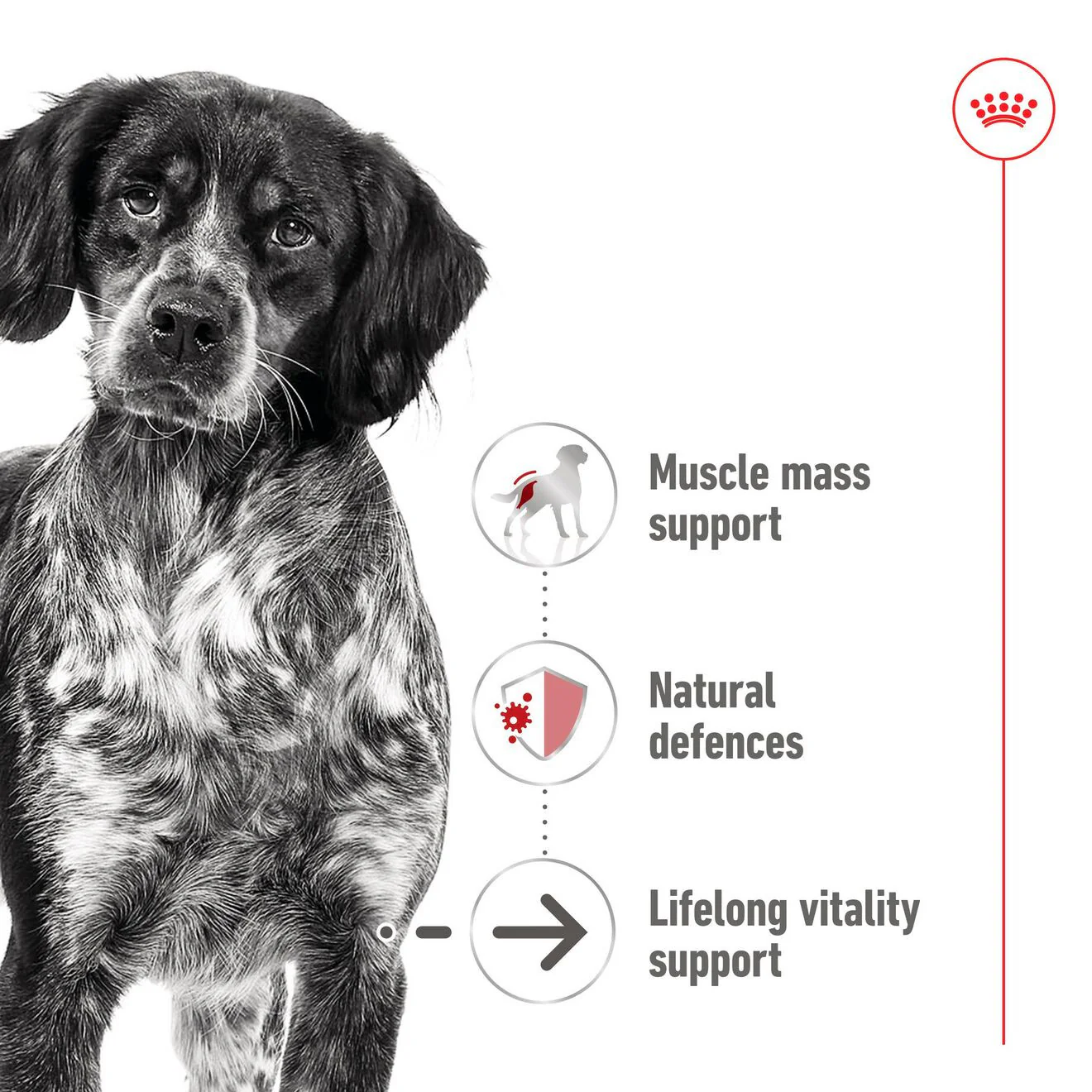 Royal Canin Size Health Nutrition Medium Ageing 7+ Wet Dog Food in Gravy - 10x140g Pouches - Image 6