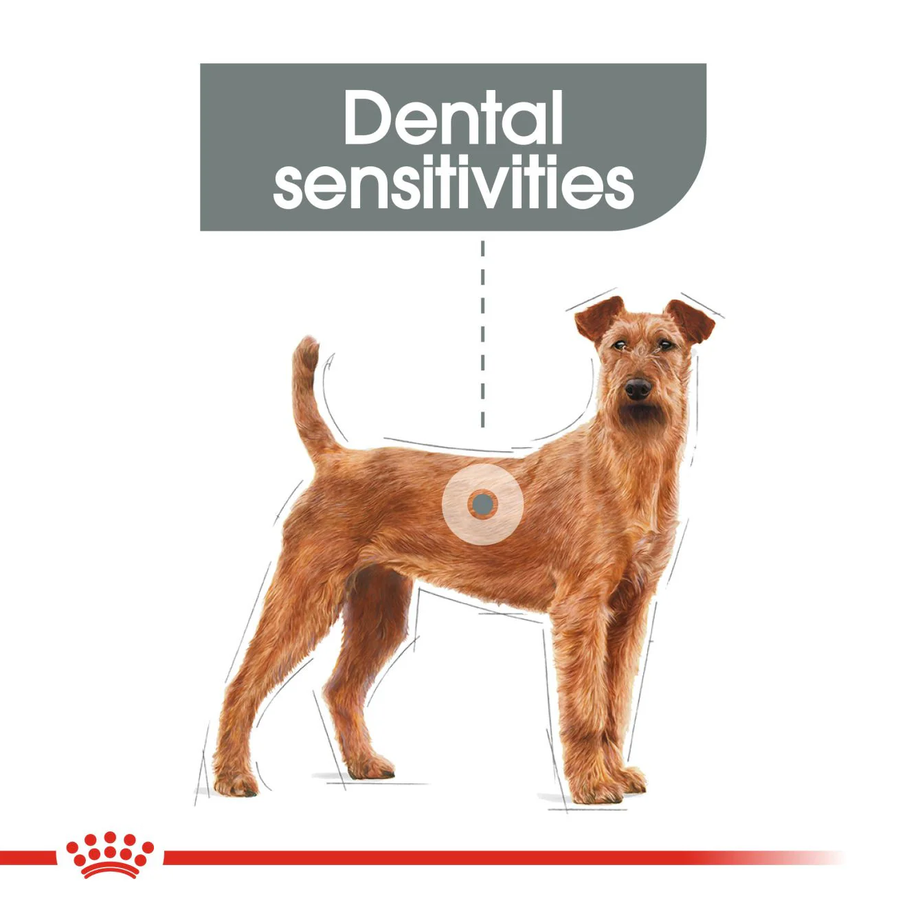 Royal Canin Size Health Nutrition Medium Dental Care Adult Dry Dog Food - Image 5