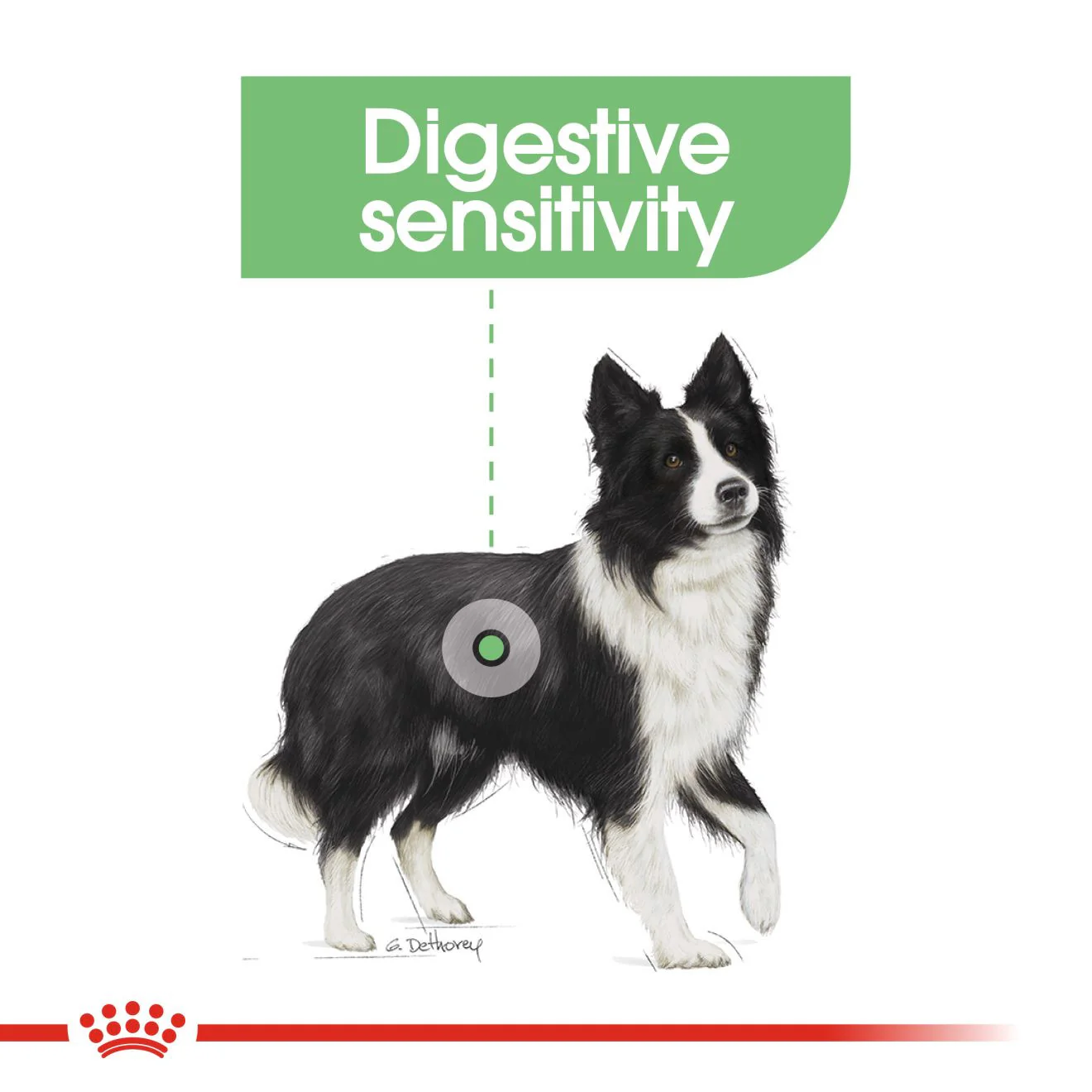 Royal Canin Size Health Nutrition Medium Digestive Care Adult Dry Dog Food - Image 6