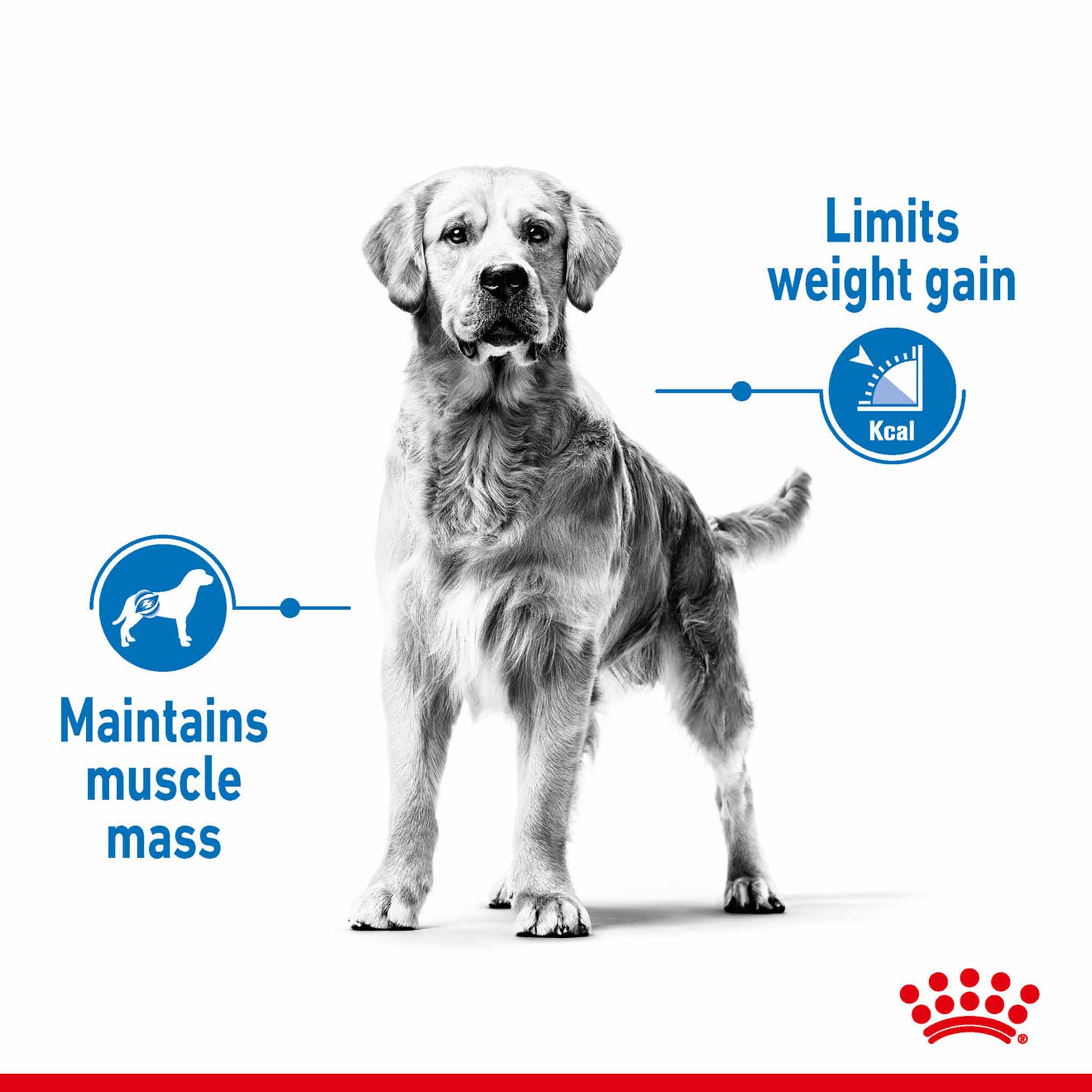 Royal Canin Size Health Nutrition Medium Light Weight Care Adult Dry Dog Food - Image 3