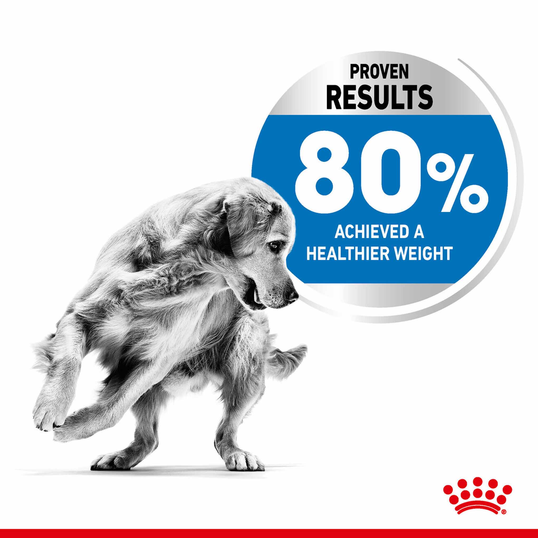 Royal Canin Size Health Nutrition Medium Light Weight Care Adult Dry Dog Food - Image 4