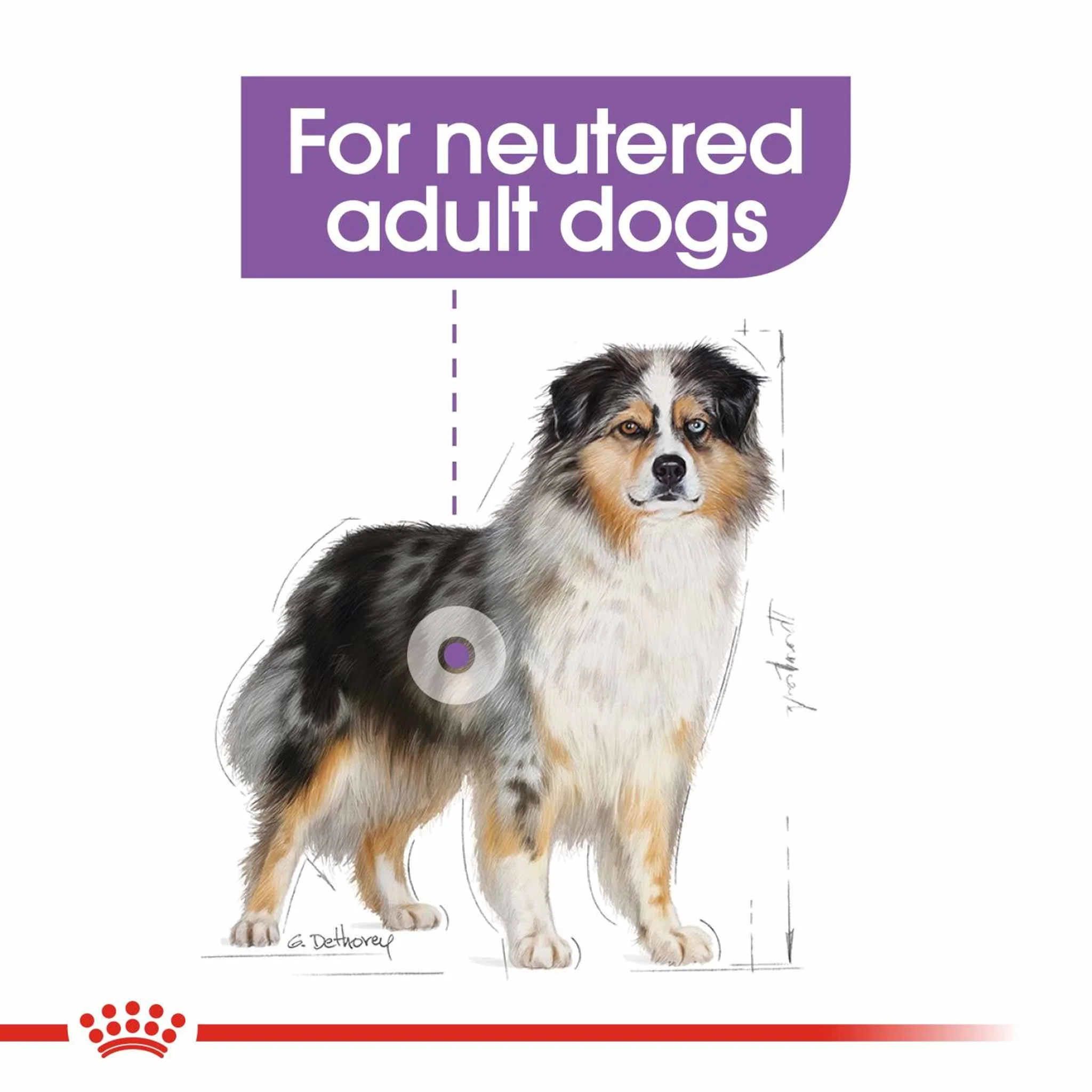 Royal Canin Size Health Nutrition Medium Sterilised Care Adult Dry Dog Food - Image 5