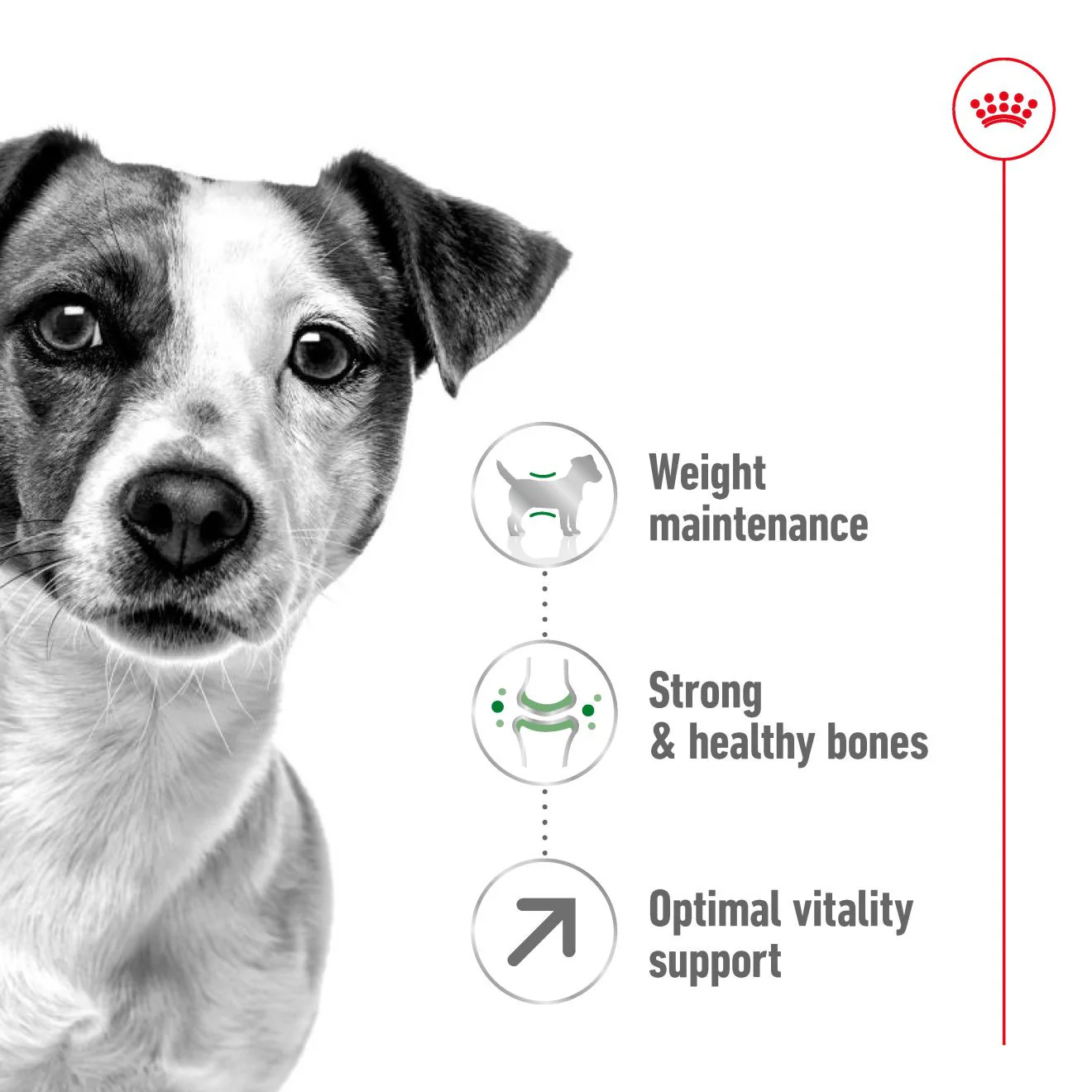 Royal Canin Size Health Nutrition Mini 8+ Mature Dry Dog Food - Image 3