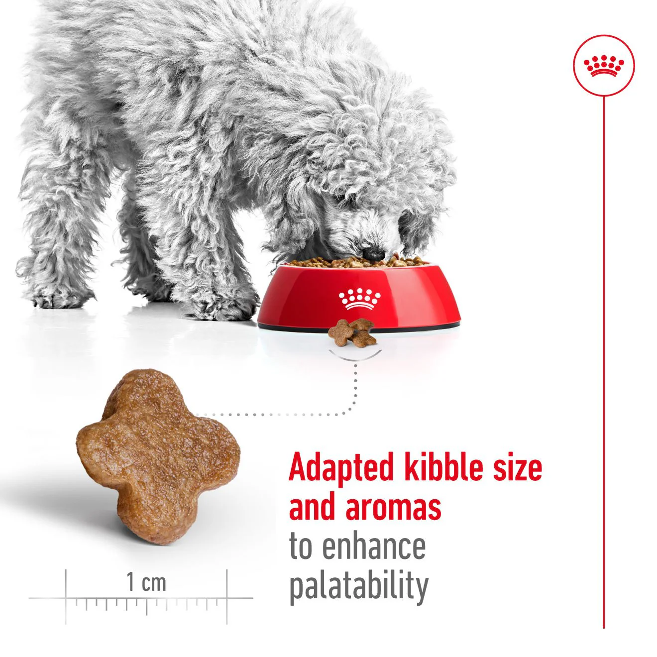 Royal Canin Size Health Nutrition Mini 8+ Mature Dry Dog Food - Image 5