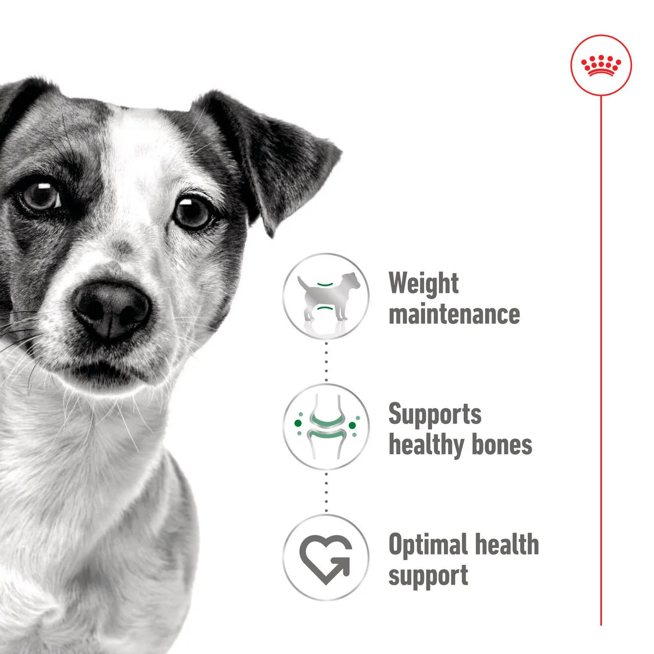 Royal Canin Size Health Nutrition Mini Adult Wet Dog Food in Gravy - 12x85g Pouches - Image 2
