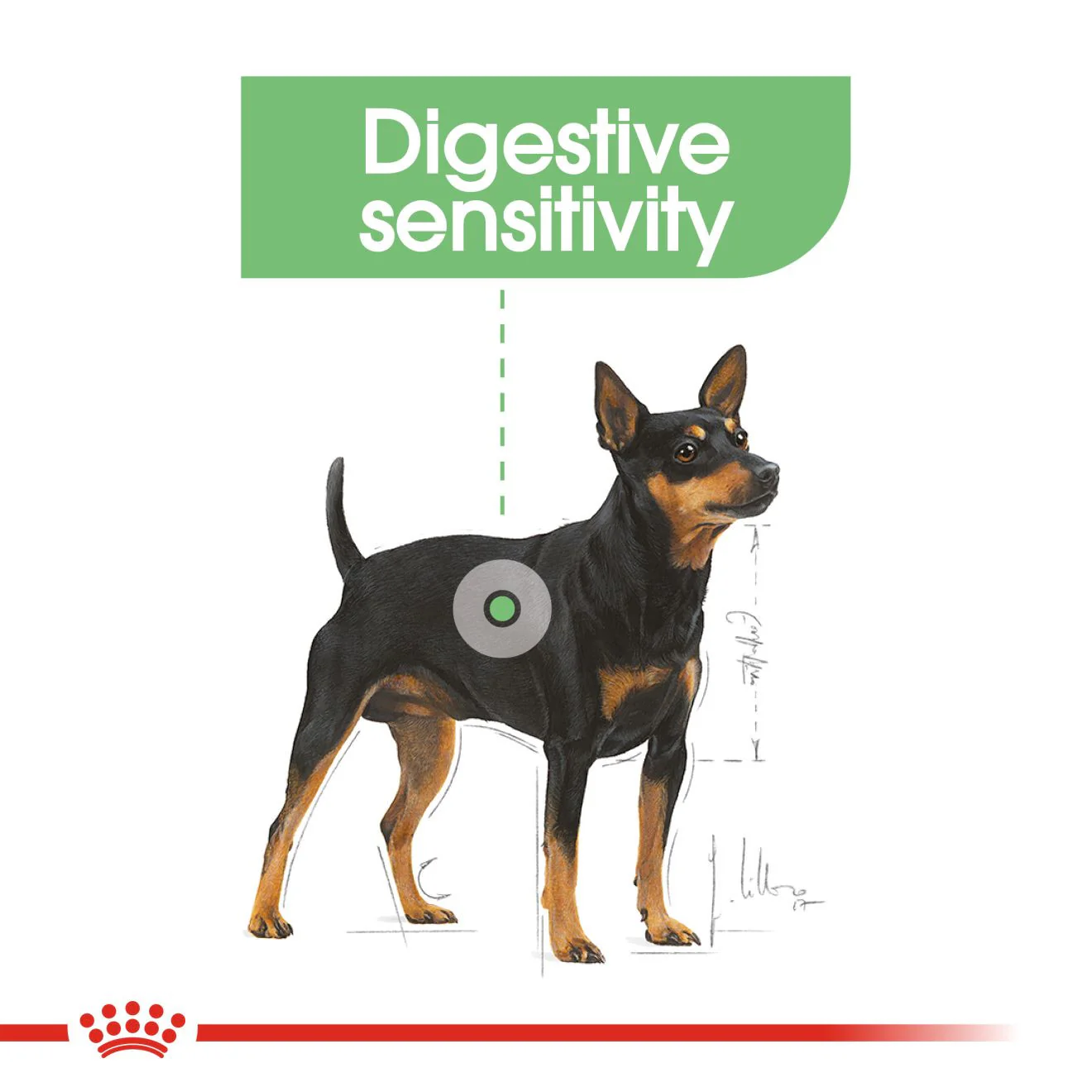 Royal Canin Size Health Nutrition Mini Digestive Care Adult Dry Dog Food - Image 9