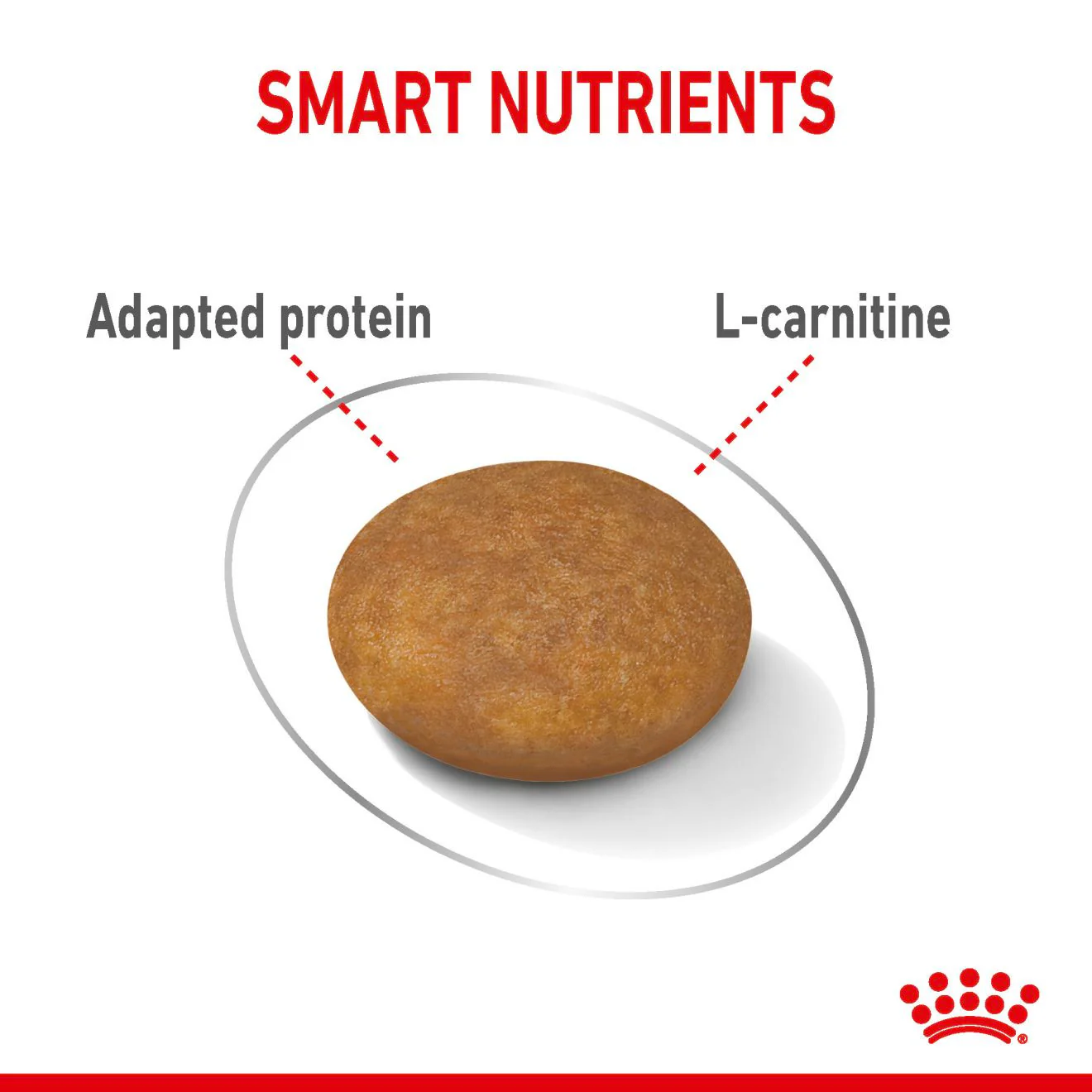 Royal Canin Size Health Nutrition X-Small Light Weight Care Adult Dry Dog Food - Image 7