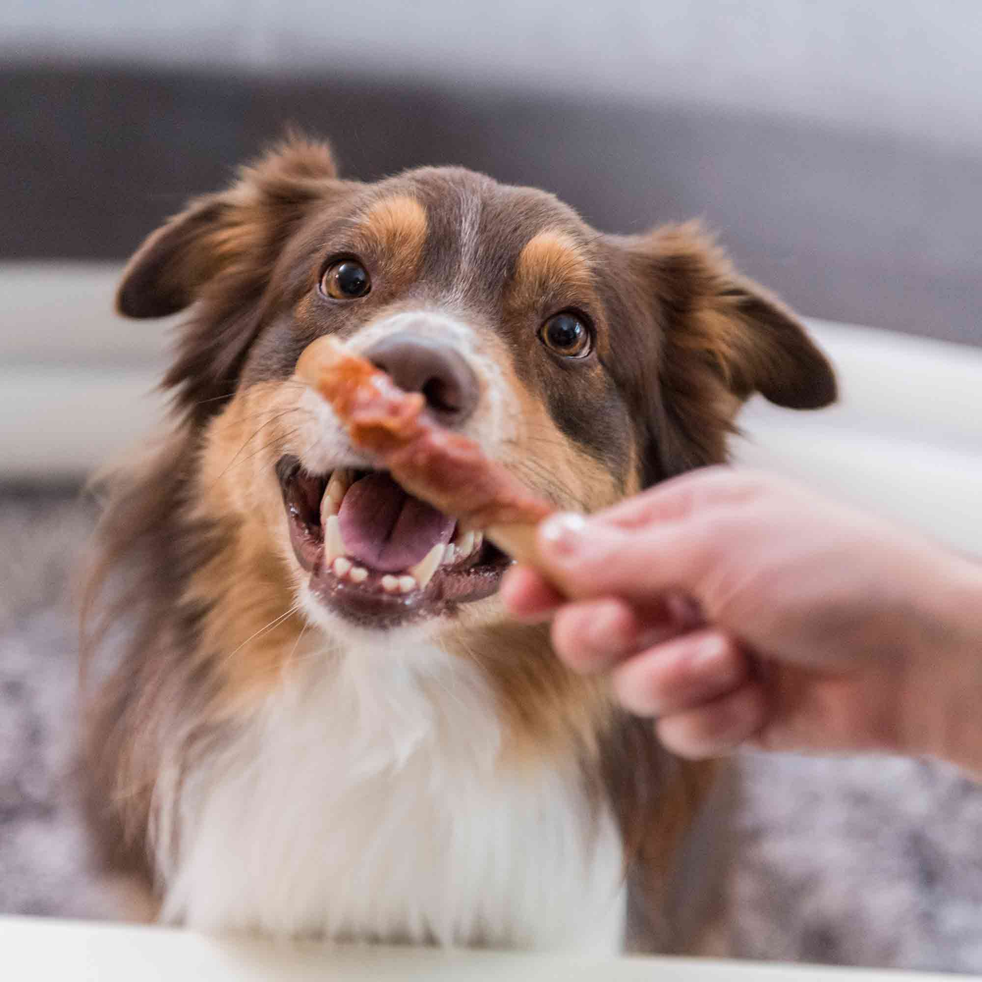 SmartBones Chicken Wrapped Mini Sticks Adult Dry Dog Treats - 9 Sticks - Image 7