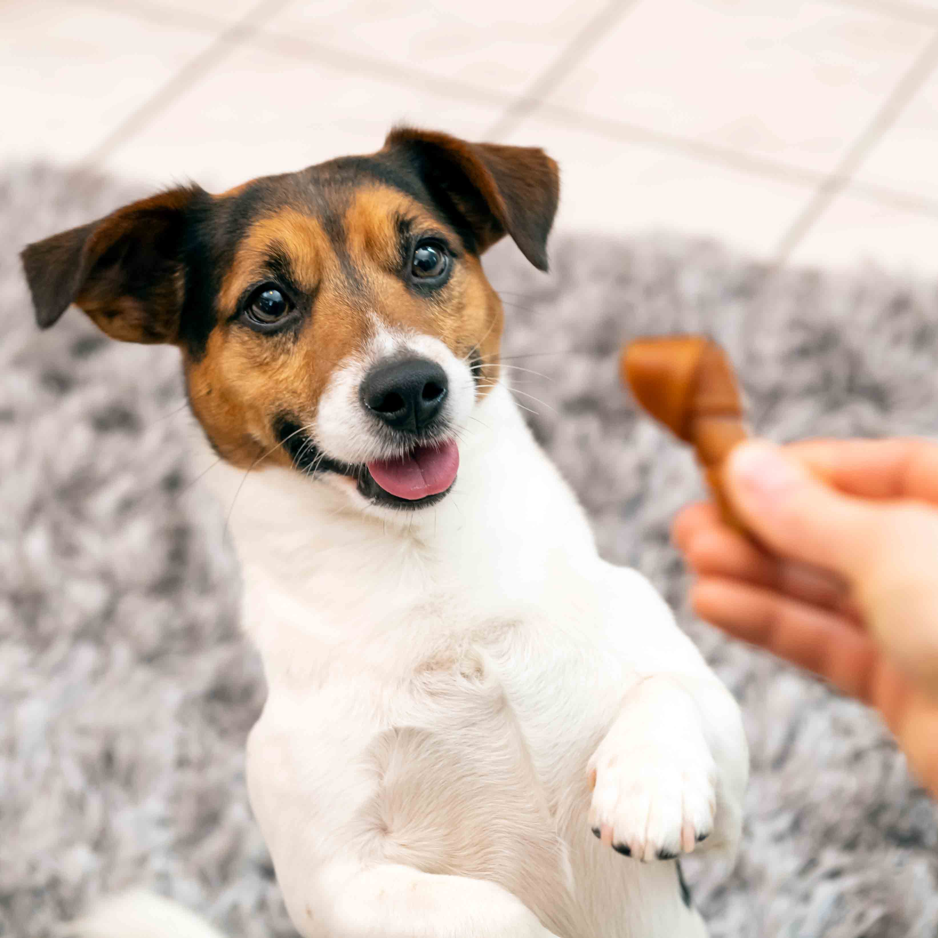 SmartBones Mini Bones - Beef - 8 Bones - Image 4