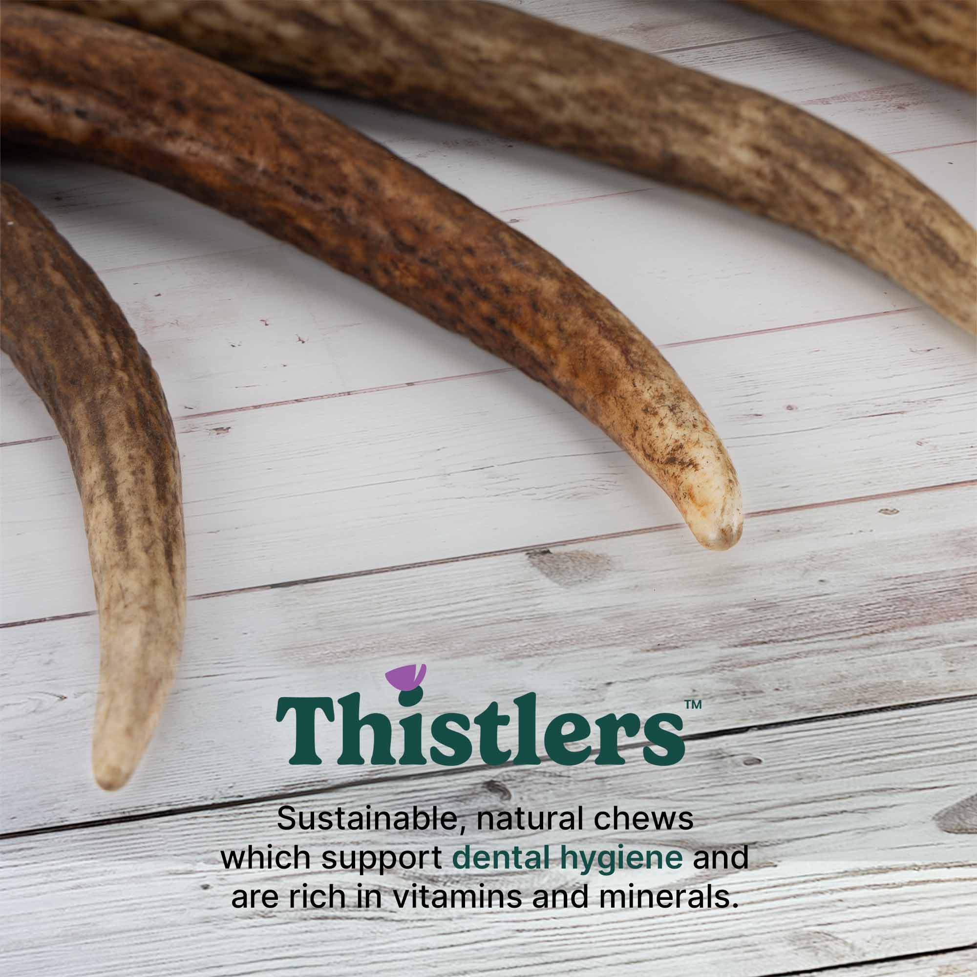 Thistlers Antler Dog Chew - Large - Image 3