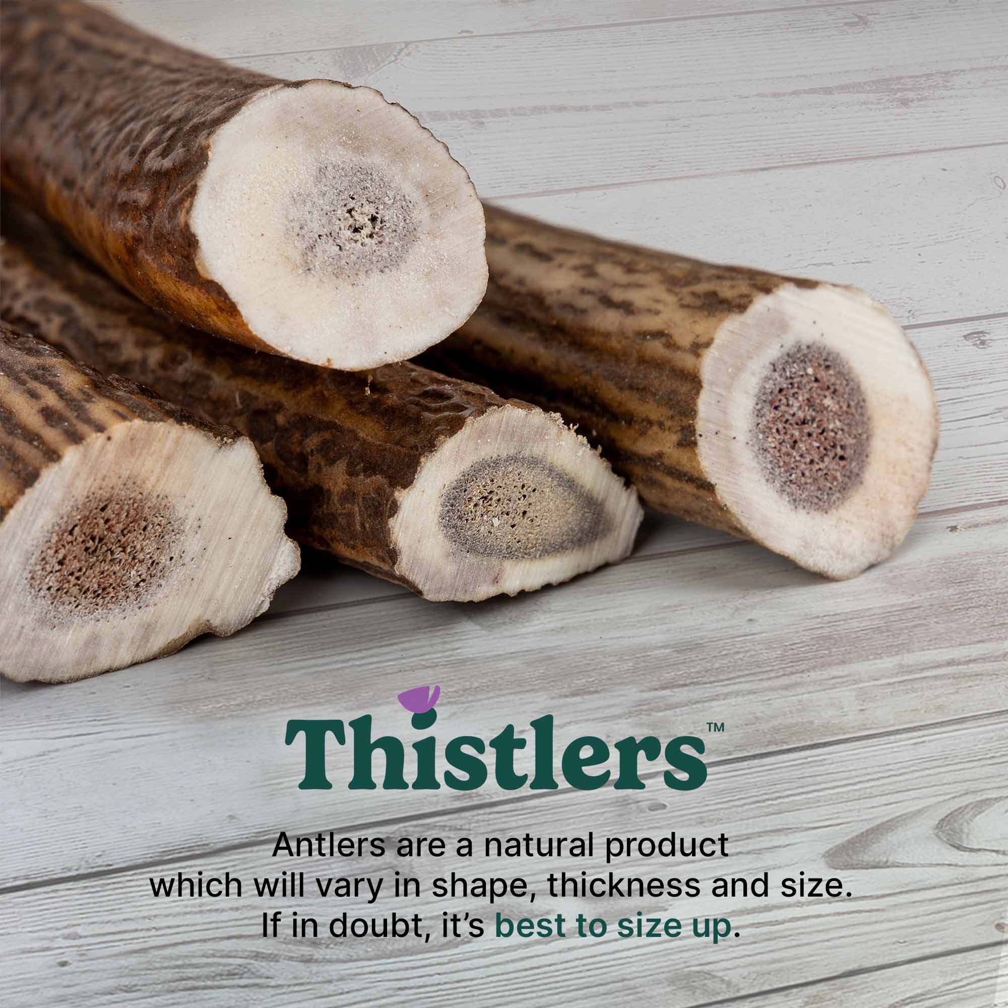 Thistlers Antler Dog Chew - Small - Image 6