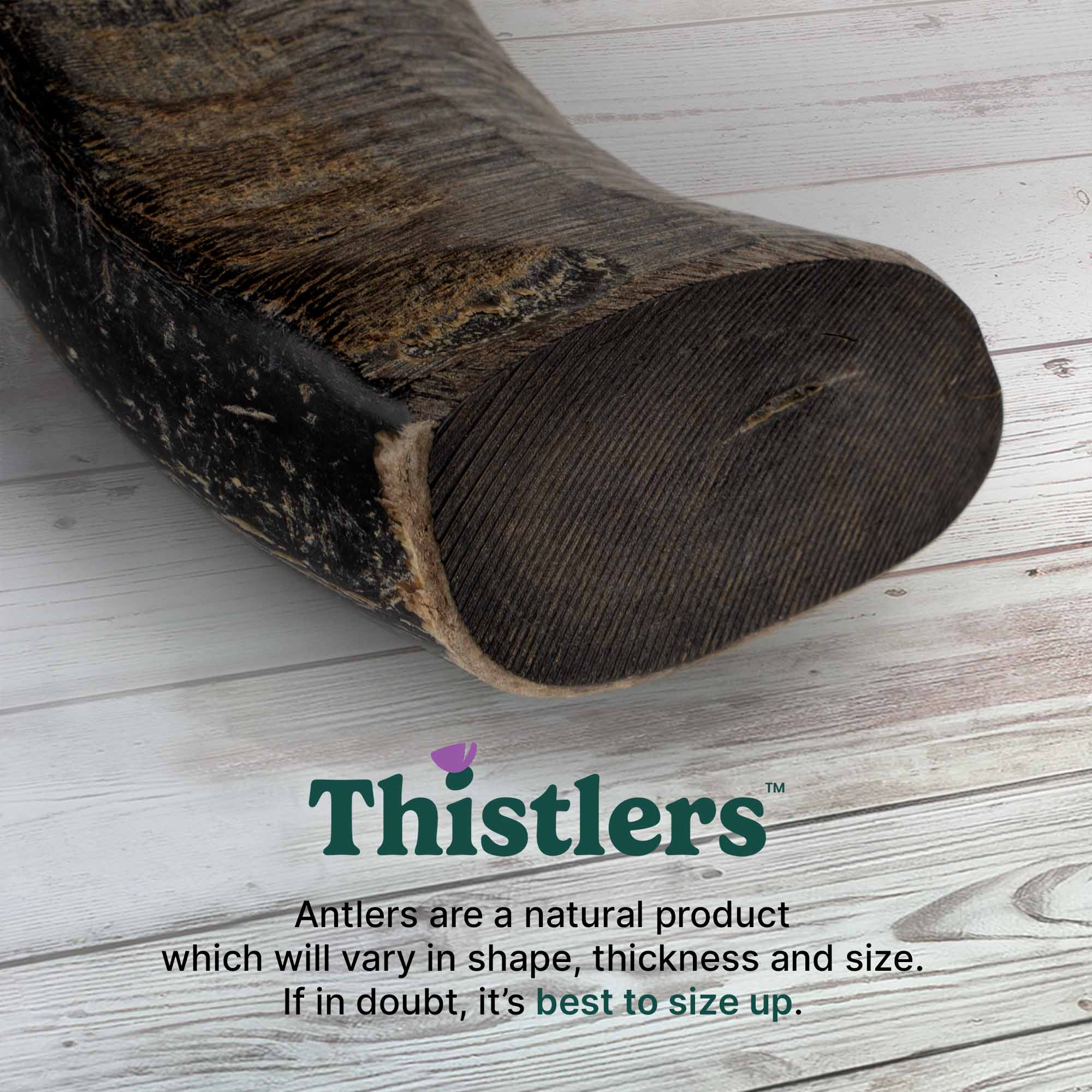 Thistlers Buffalo Horn Dog Chew - Giant - Image 5