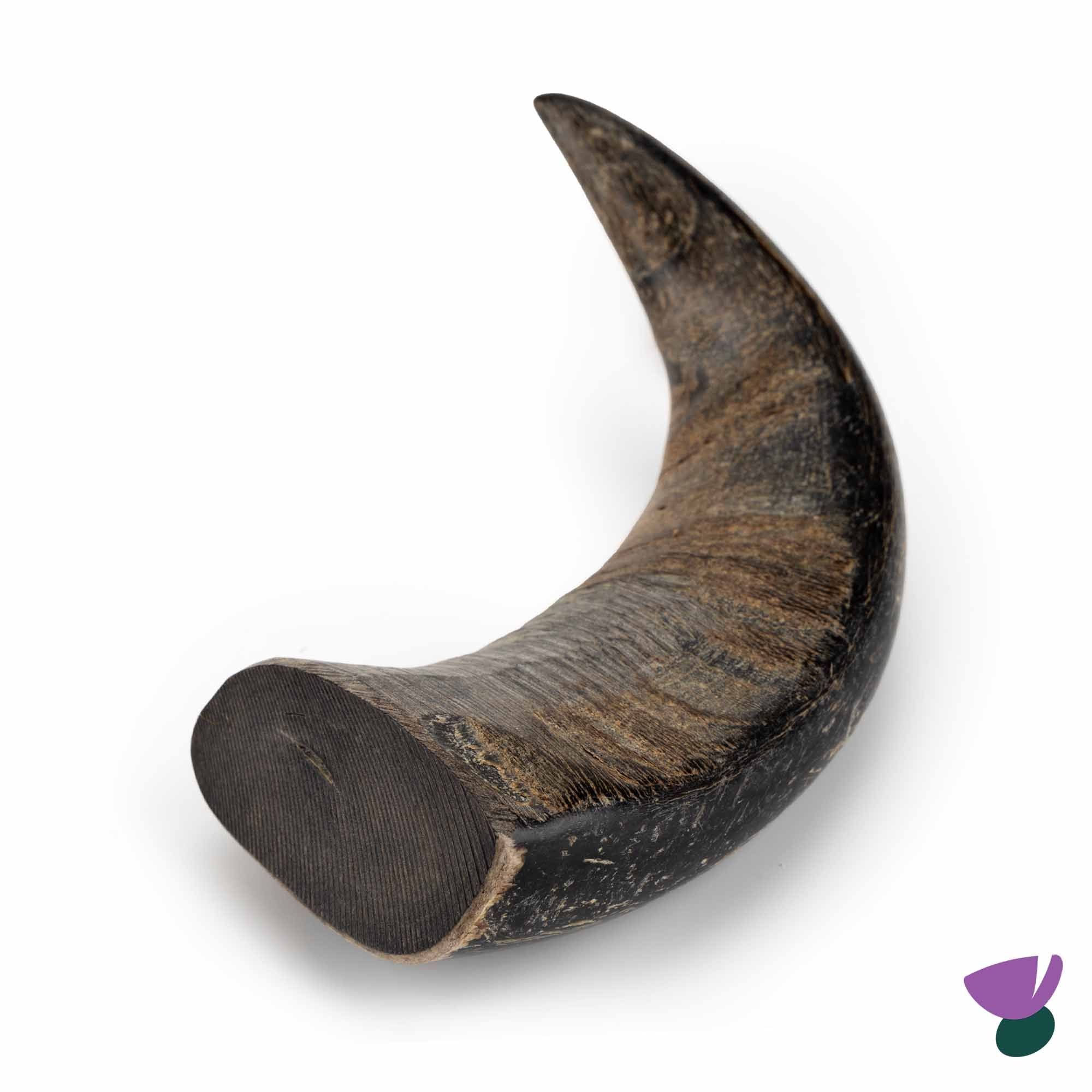 Thistlers Buffalo Horn Dog Chew - Large - Image 2