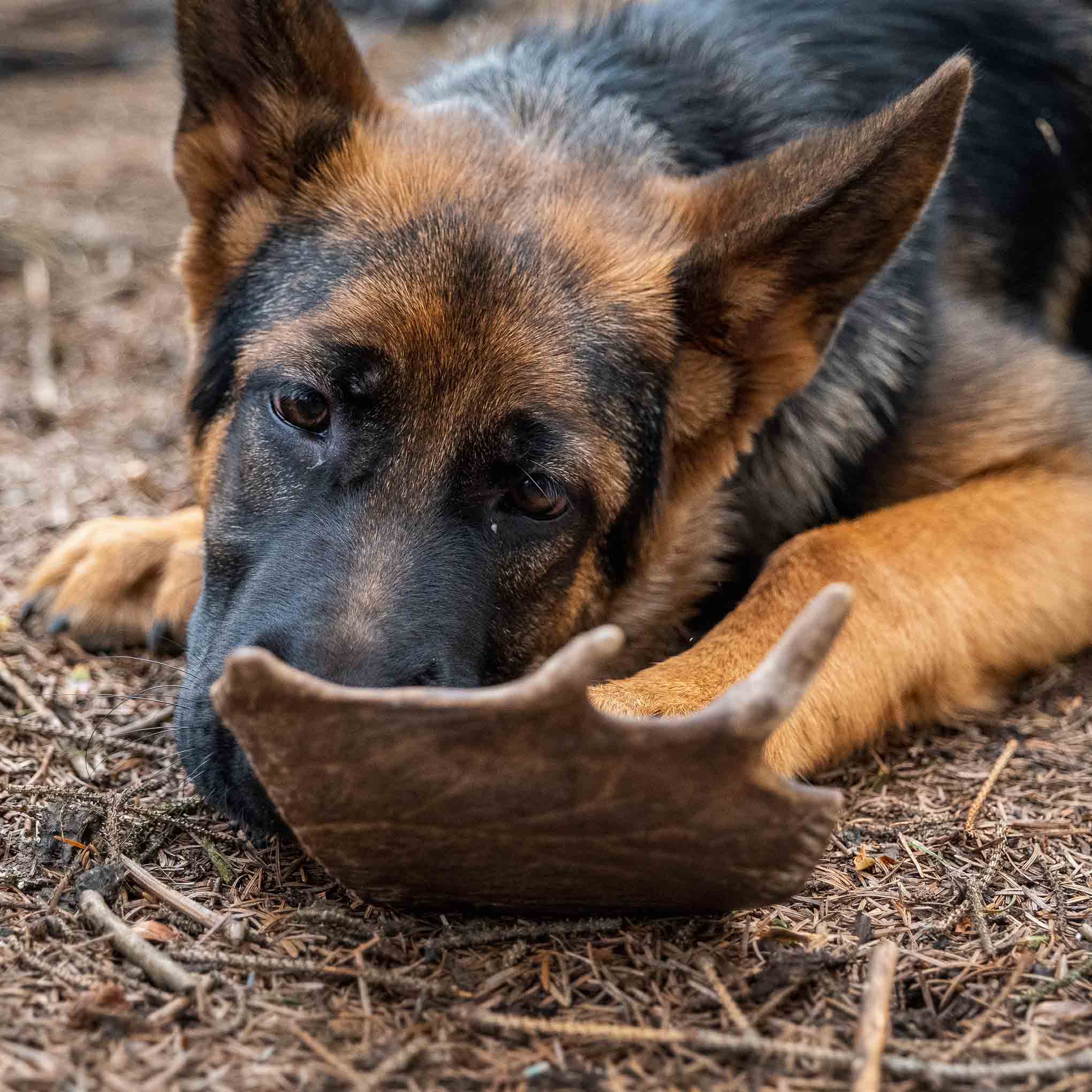Thistlers Fallow Antler Dog Chew - Extra Large - Image 2