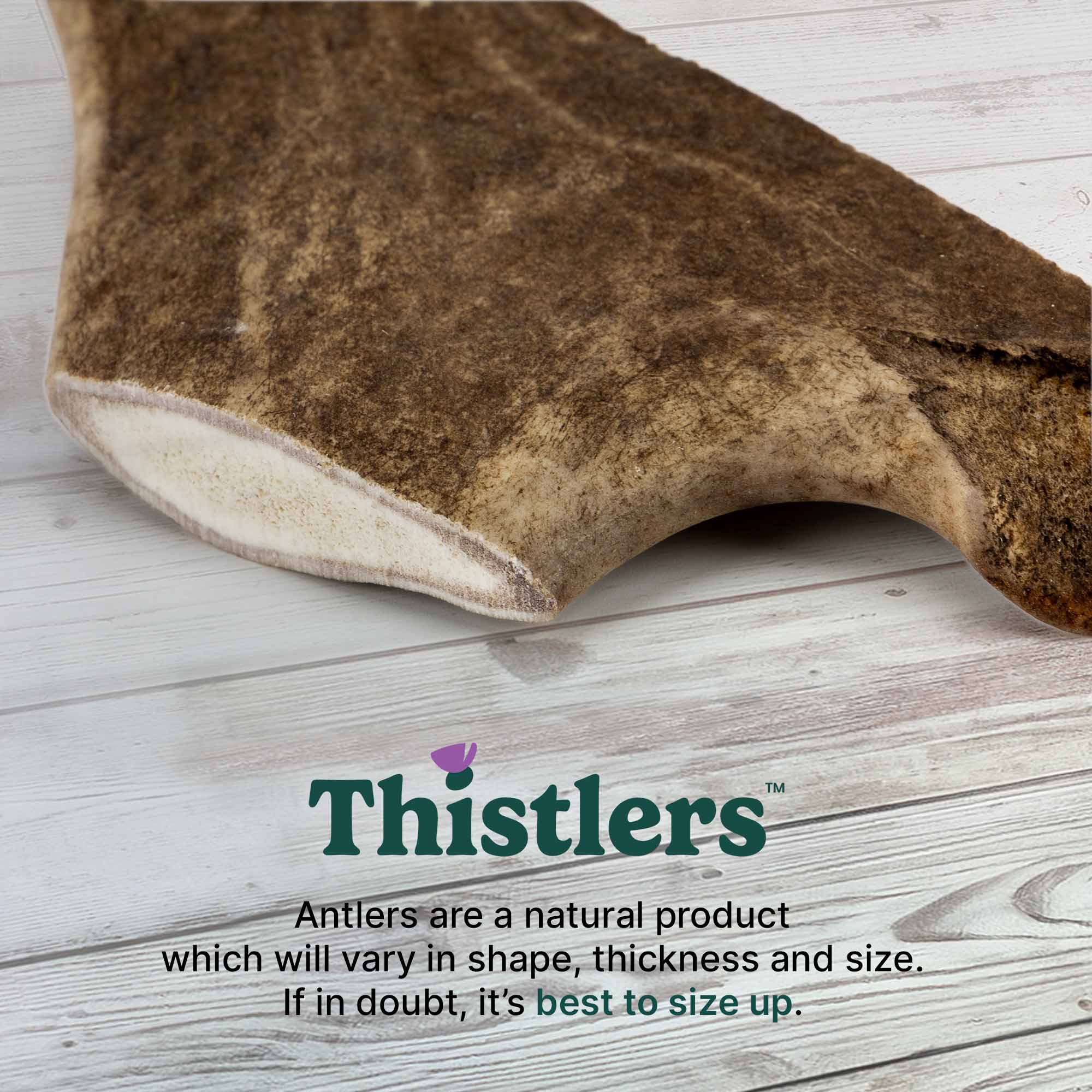 Thistlers Fallow Antler Dog Chew - Extra Large - Image 6