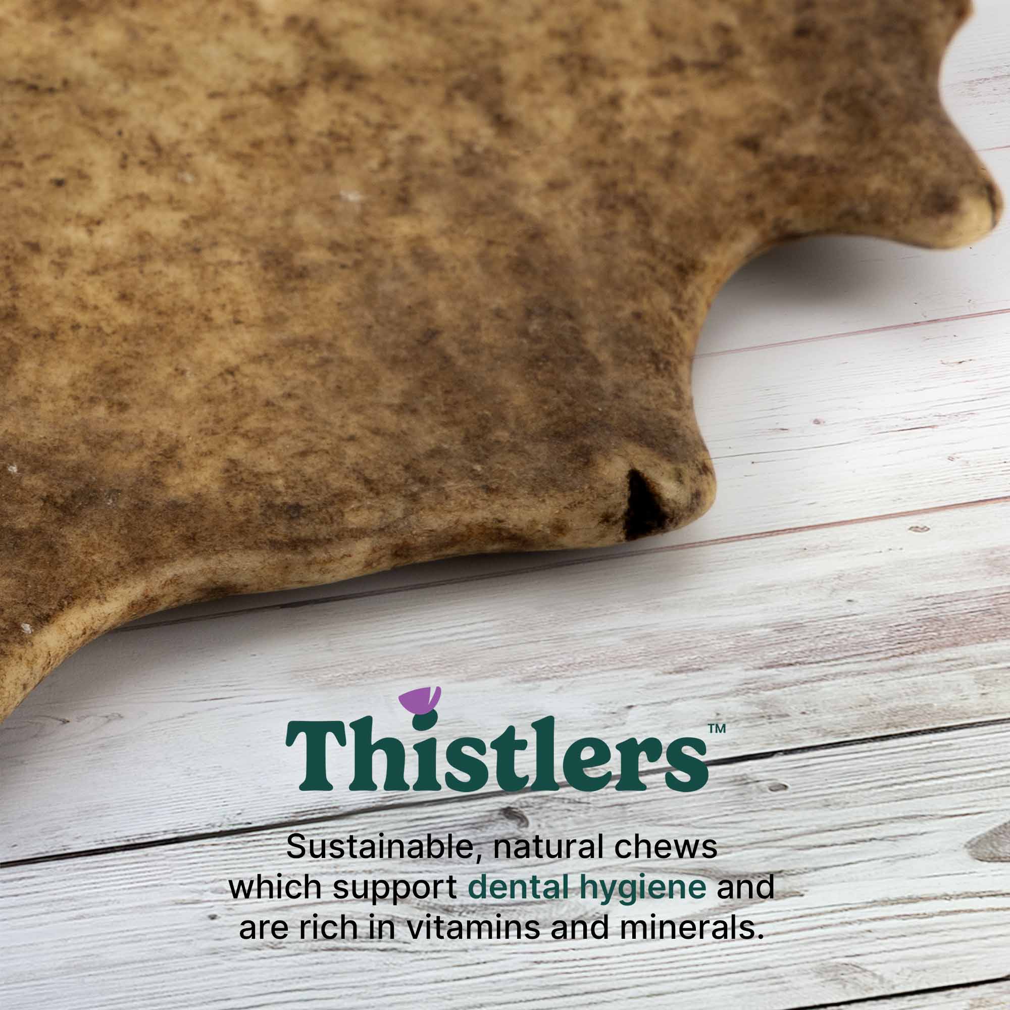 Thistlers Fallow Antler Dog Chew - Medium - Image 4