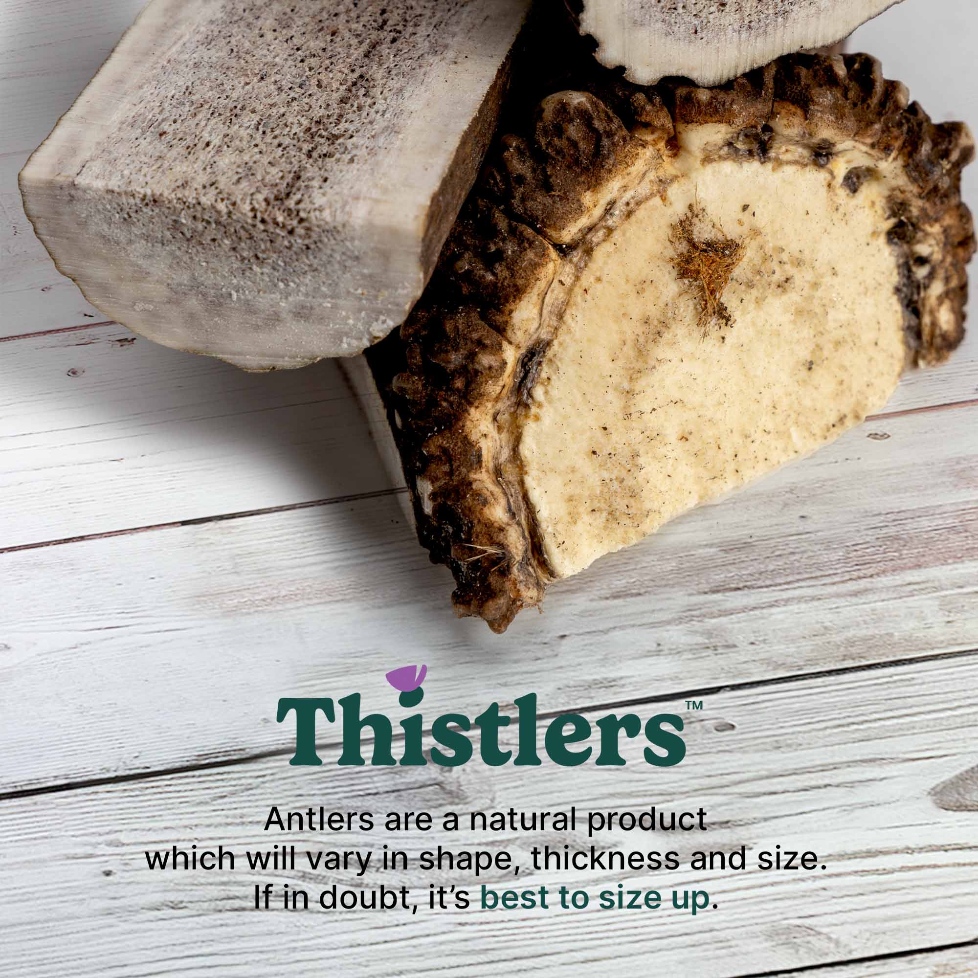 Thistlers Split Antler Dog Chew - Extra Large - Image 4