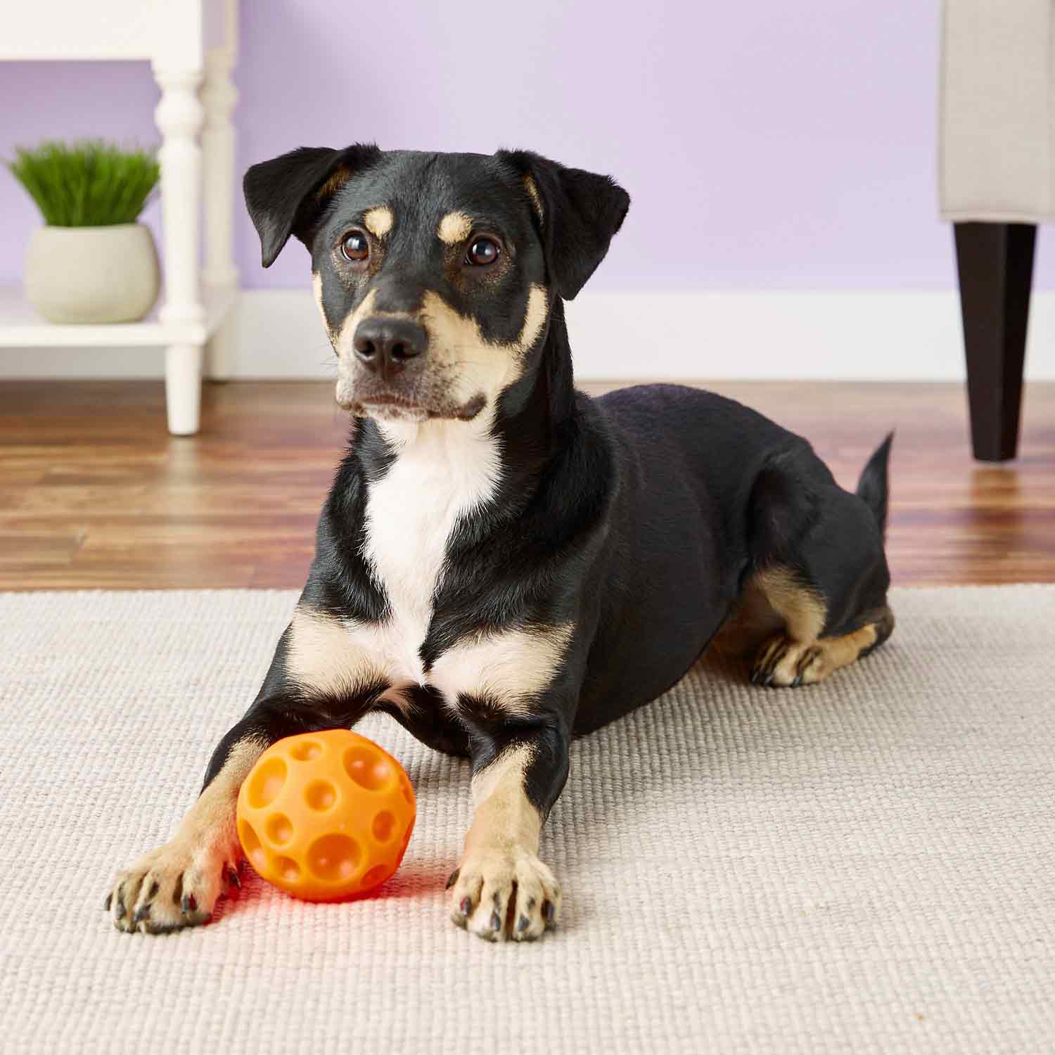 Tricky Treat Ball Dispensing Dog Toy - Image 2
