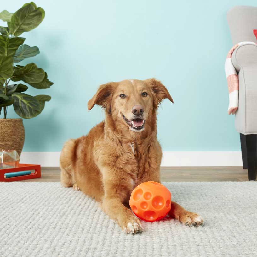 Tricky Treat Ball Dispensing Dog Toy - Image 3